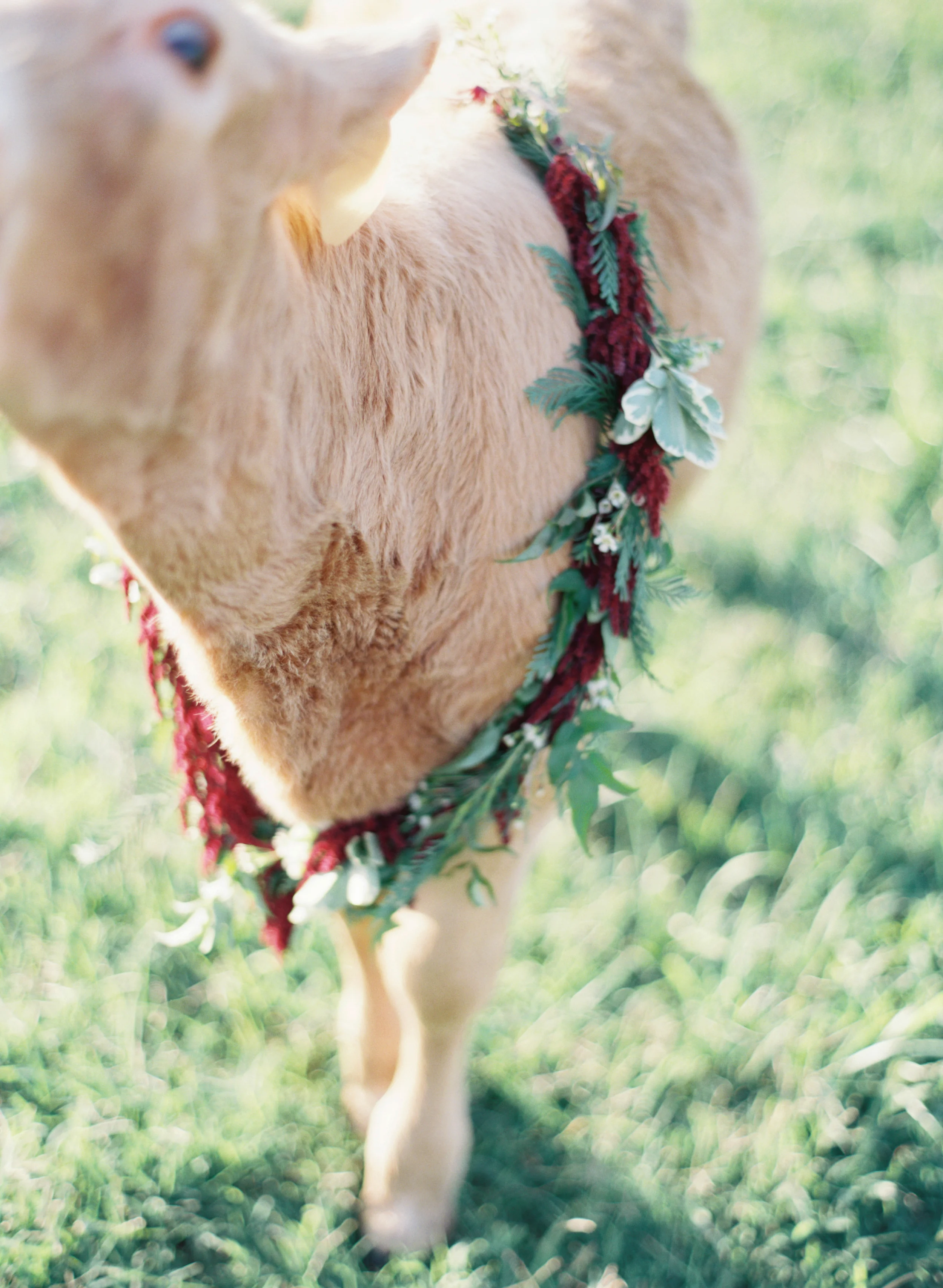 Cow with flower wreath