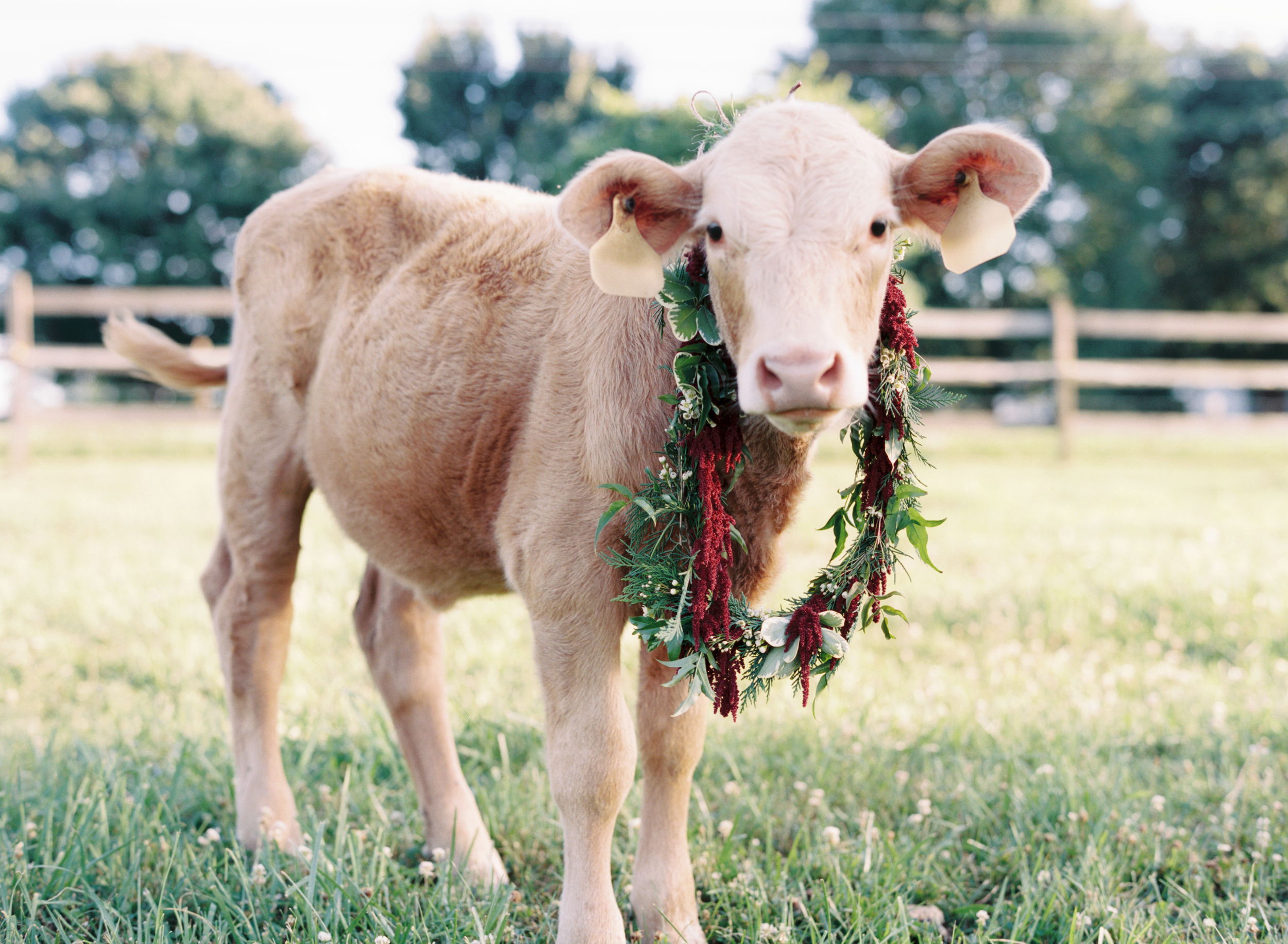 Cow with flower wreath