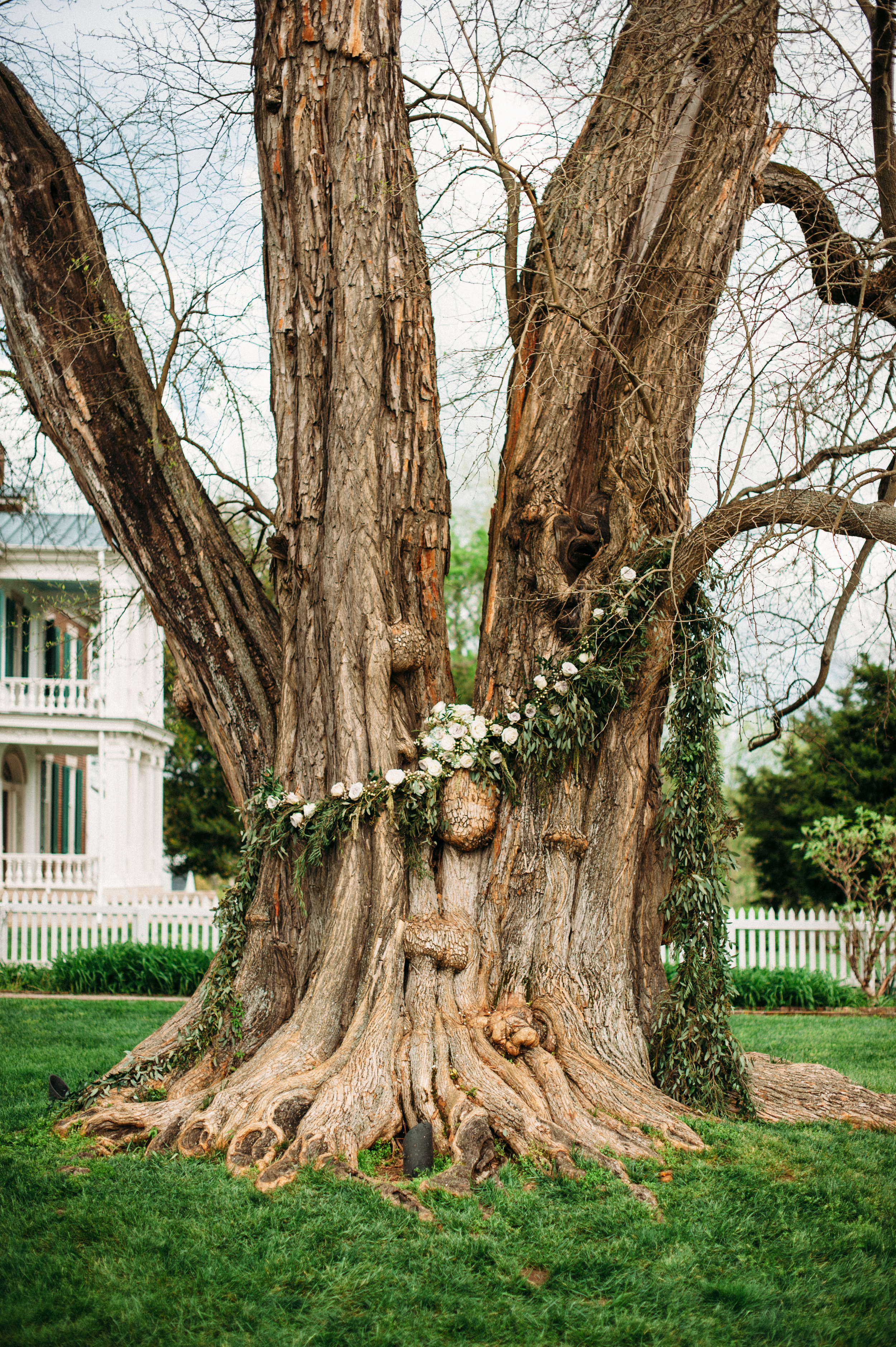 Osage Orange Tree at Carnton Plantation // Nashville Wedding Floral Design