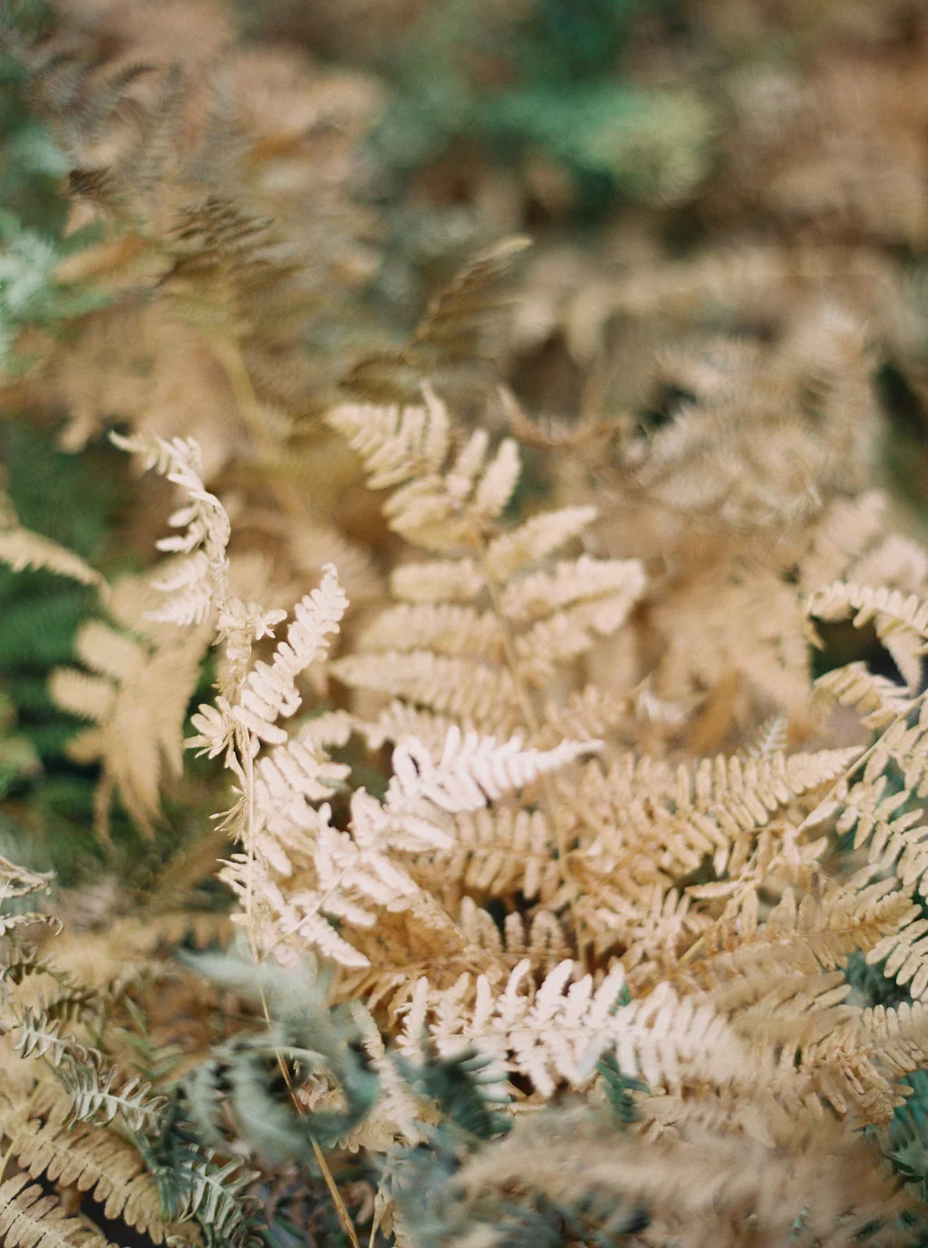 Golden Fern in Montana