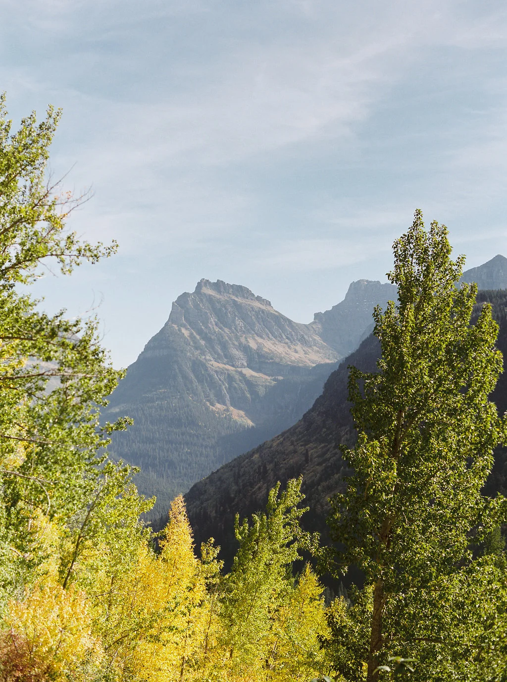 Glacier National Park // Aspens in the Fall