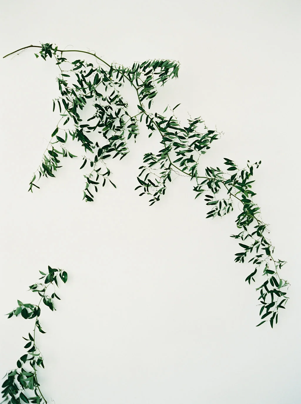 Greenery vine installation on a white wall // Nashville Wedding Florist