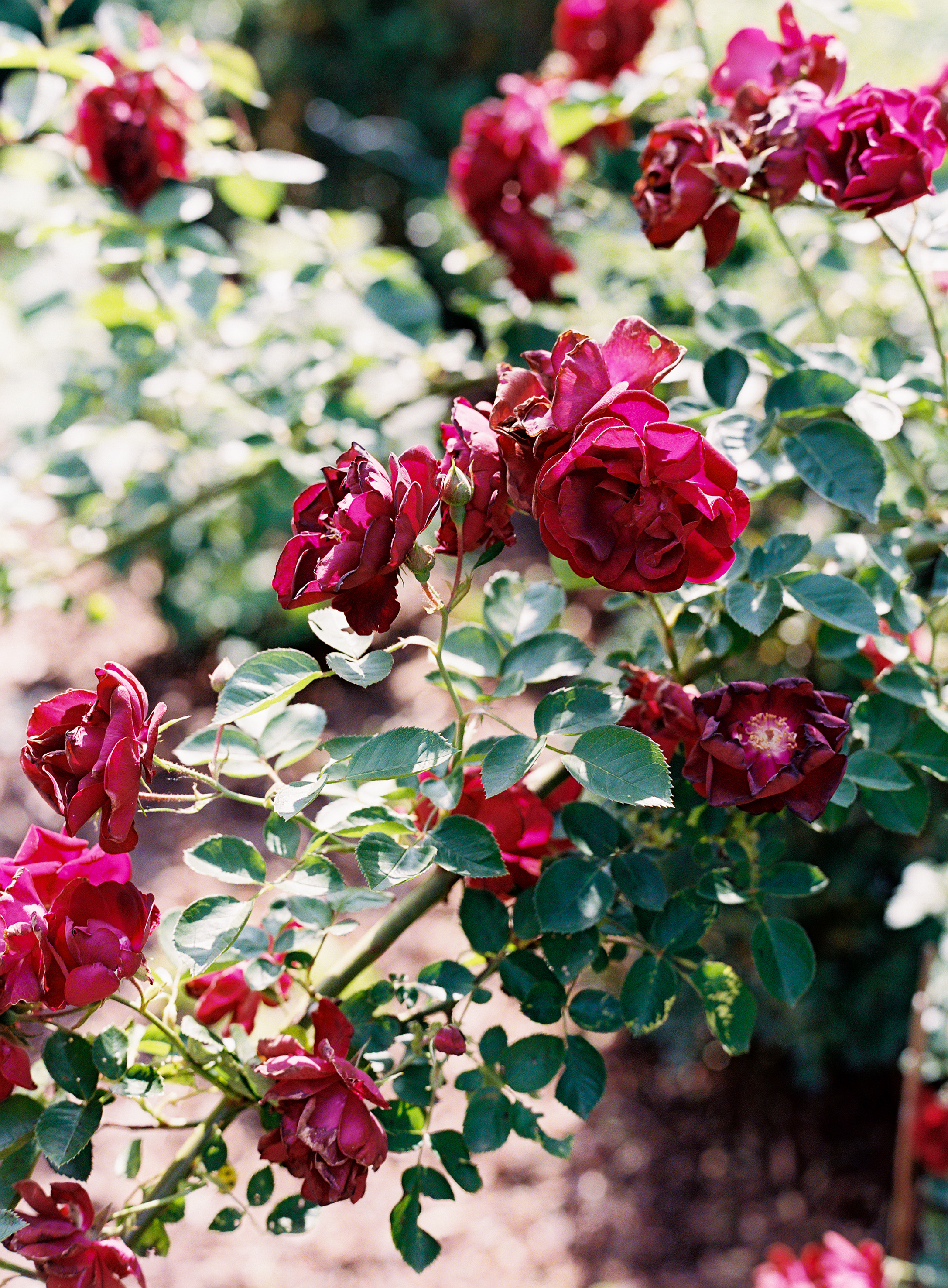 Homegrown roses  // Nashville Wedding Floral Design