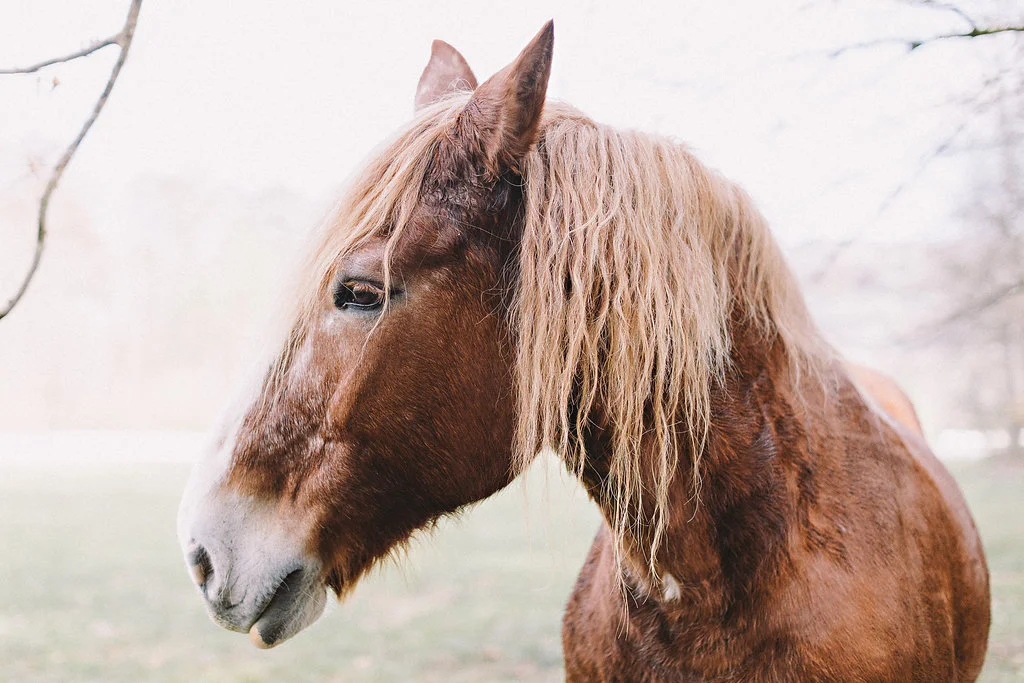 Horses at Blackberry Farm // Nashville + Tennessee Wedding Floral Design