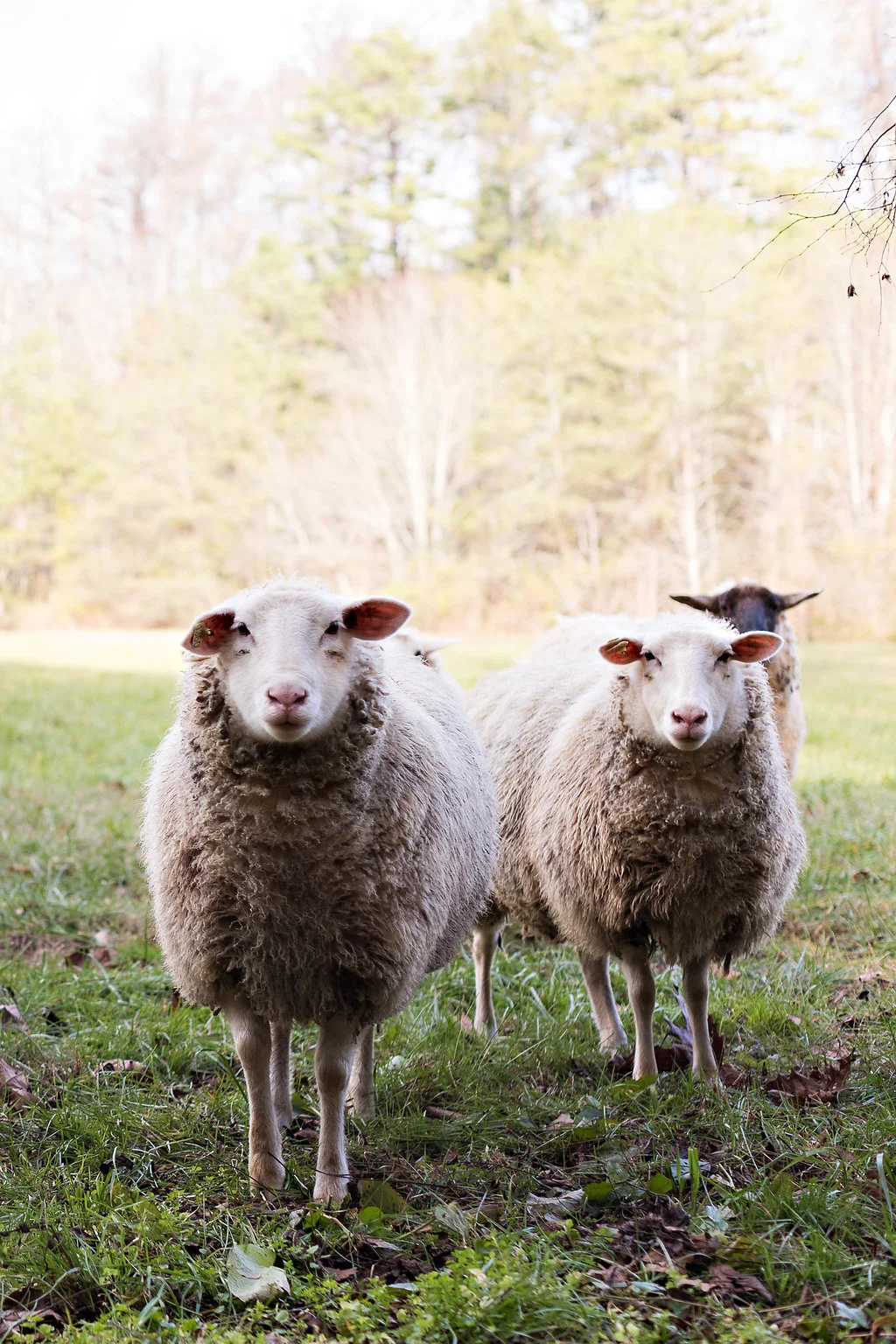 Sheep at Blackberry Farm // Nashville + Tennessee Wedding Floral Design