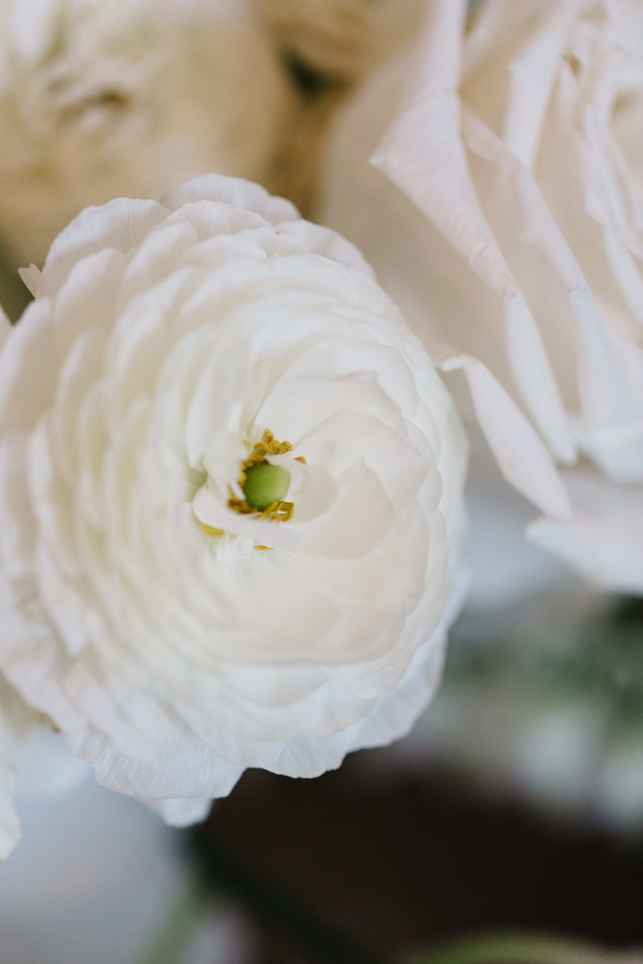 White ranunculus and garden roses. Nashville Wedding Florist.