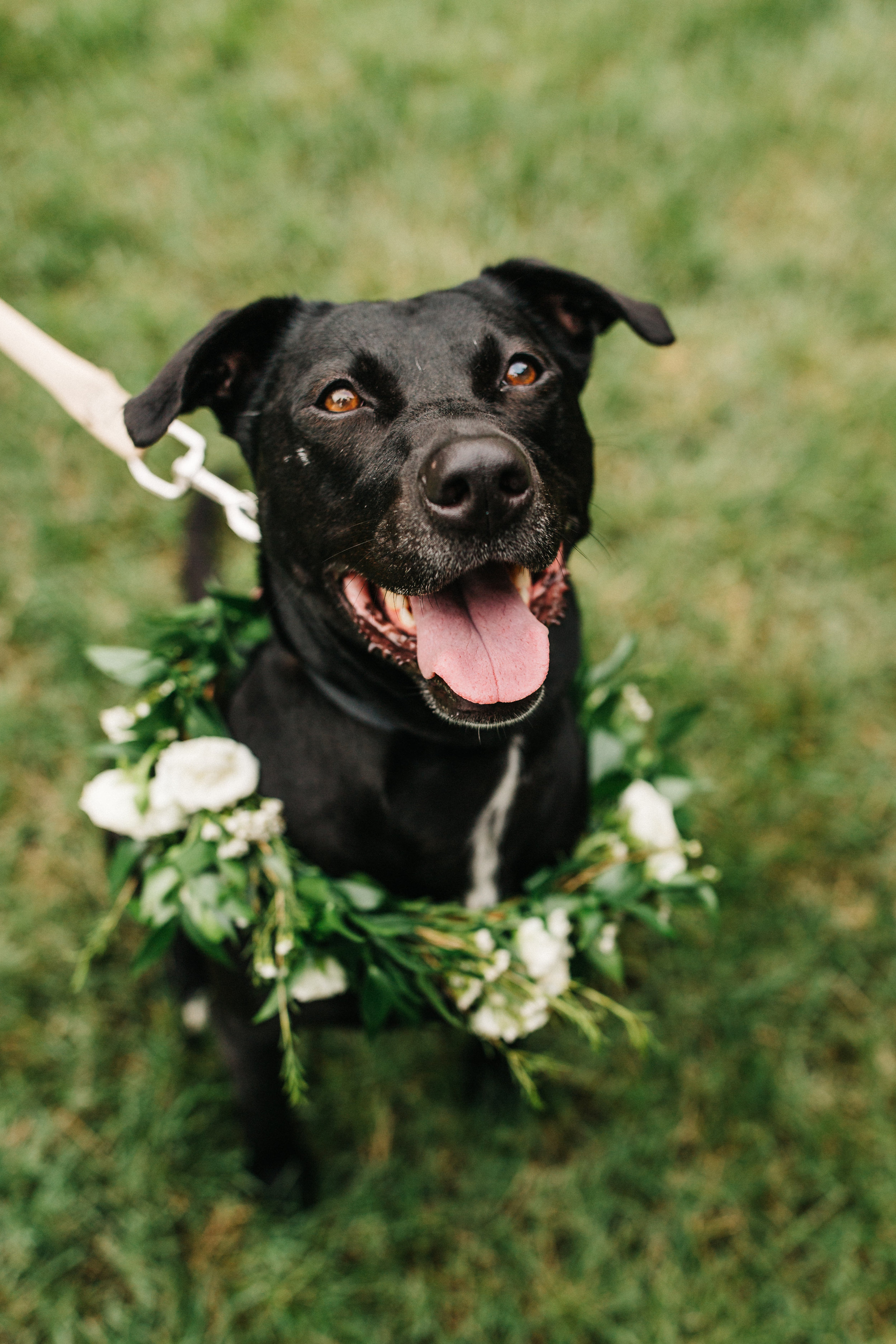 How to include your dog in your wedding: flower collar! Nashville Wedding at the Cordelle.