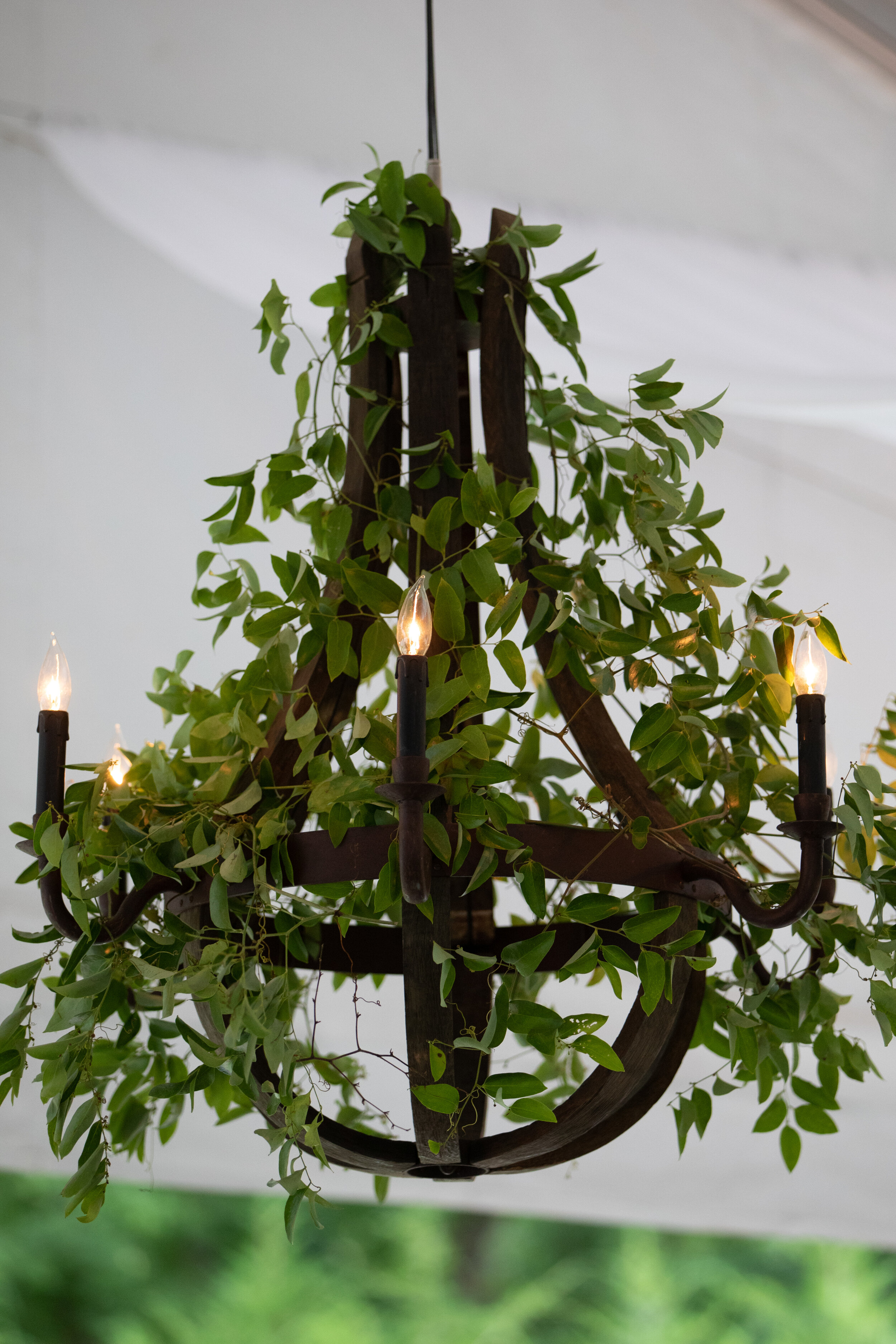 Chandelier with lush vines in the tent at Belle Meade Plantation. Nashville wedding and event florist.