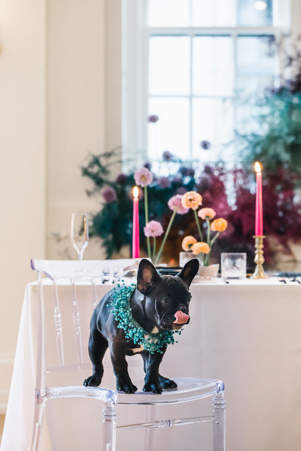 Rainbow colored floral installation with painted and dyed baby’s breath and plums ferns. Modern, minimal, colorful wedding flowers at the Noelle Hotel in downtown Nashville. Colorful floral dog collar for a french bulldog.