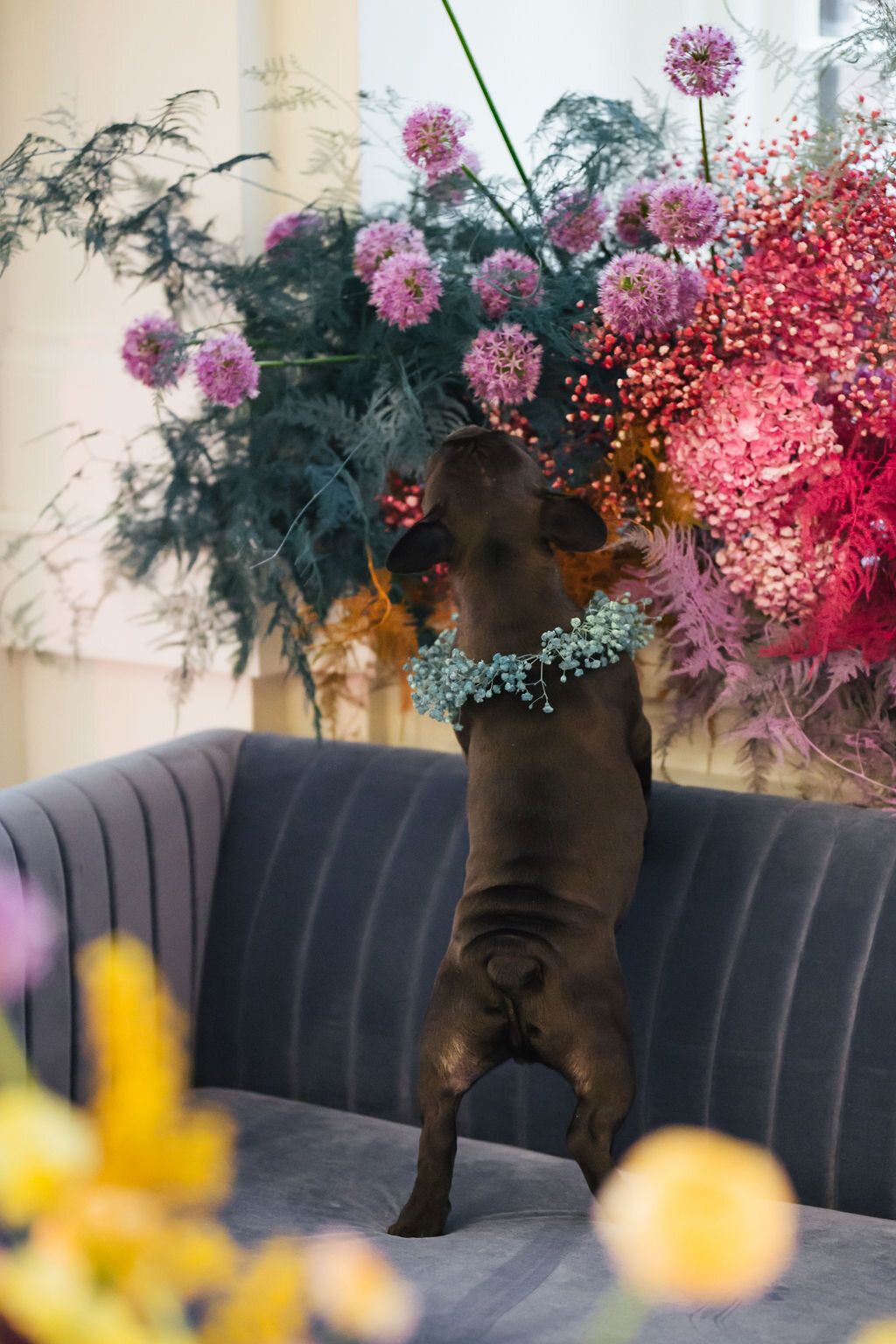Rainbow colored floral installation with painted and dyed baby’s breath and plums ferns. Modern, minimal, colorful wedding flowers at the Noelle Hotel in downtown Nashville. Bright flower collar for a frenchie bulldog!