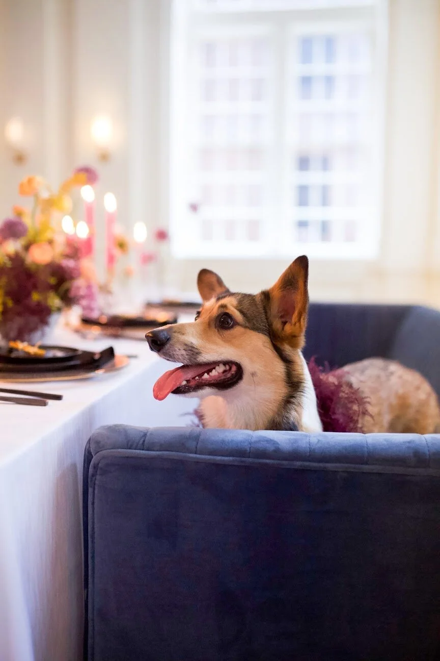 Rainbow colored floral installation with painted and dyed baby’s breath and plums ferns. Modern, minimal, colorful wedding flowers at the Noelle Hotel in downtown Nashville. Painted plumosa fern floral dog collar for a corgie!
