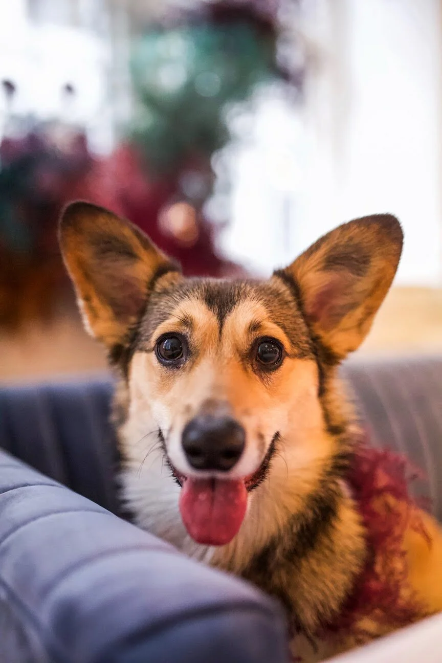 Rainbow colored floral installation with painted and dyed baby’s breath and plums ferns. Modern, minimal, colorful wedding flowers at the Noelle Hotel in downtown Nashville. Corgie in a flower wreath collar!