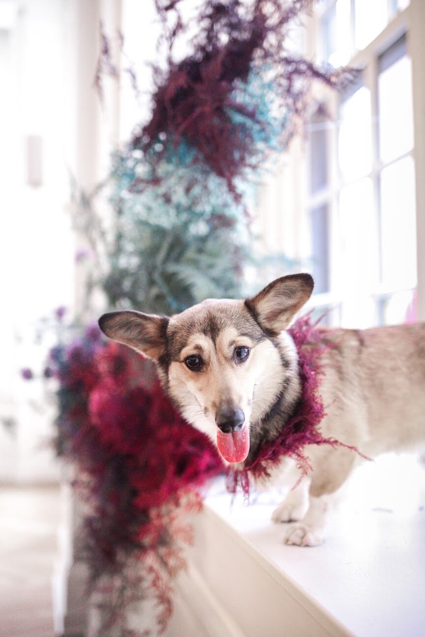 Rainbow colored floral installation with painted and dyed baby’s breath and plums ferns. Modern, minimal, colorful wedding flowers at the Noelle Hotel in downtown Nashville. Corgie in a flower wreath dog collar!