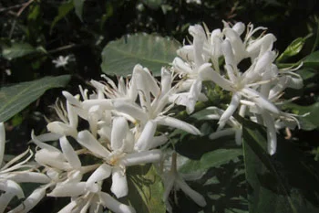 Coffee flowers.