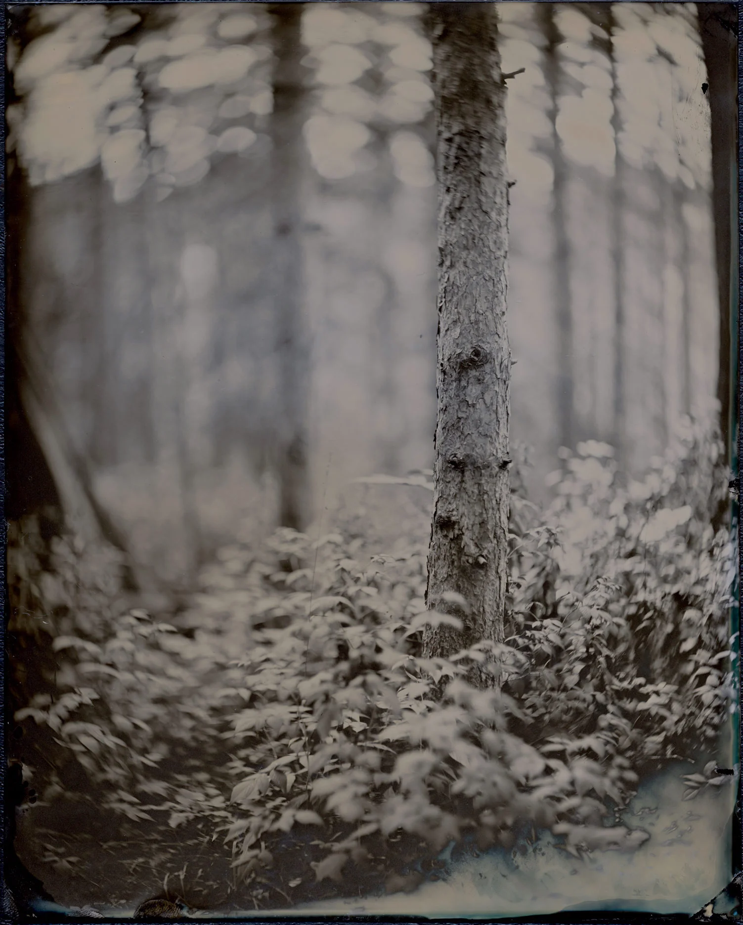 James-Weber-wet-plate-5379.jpg