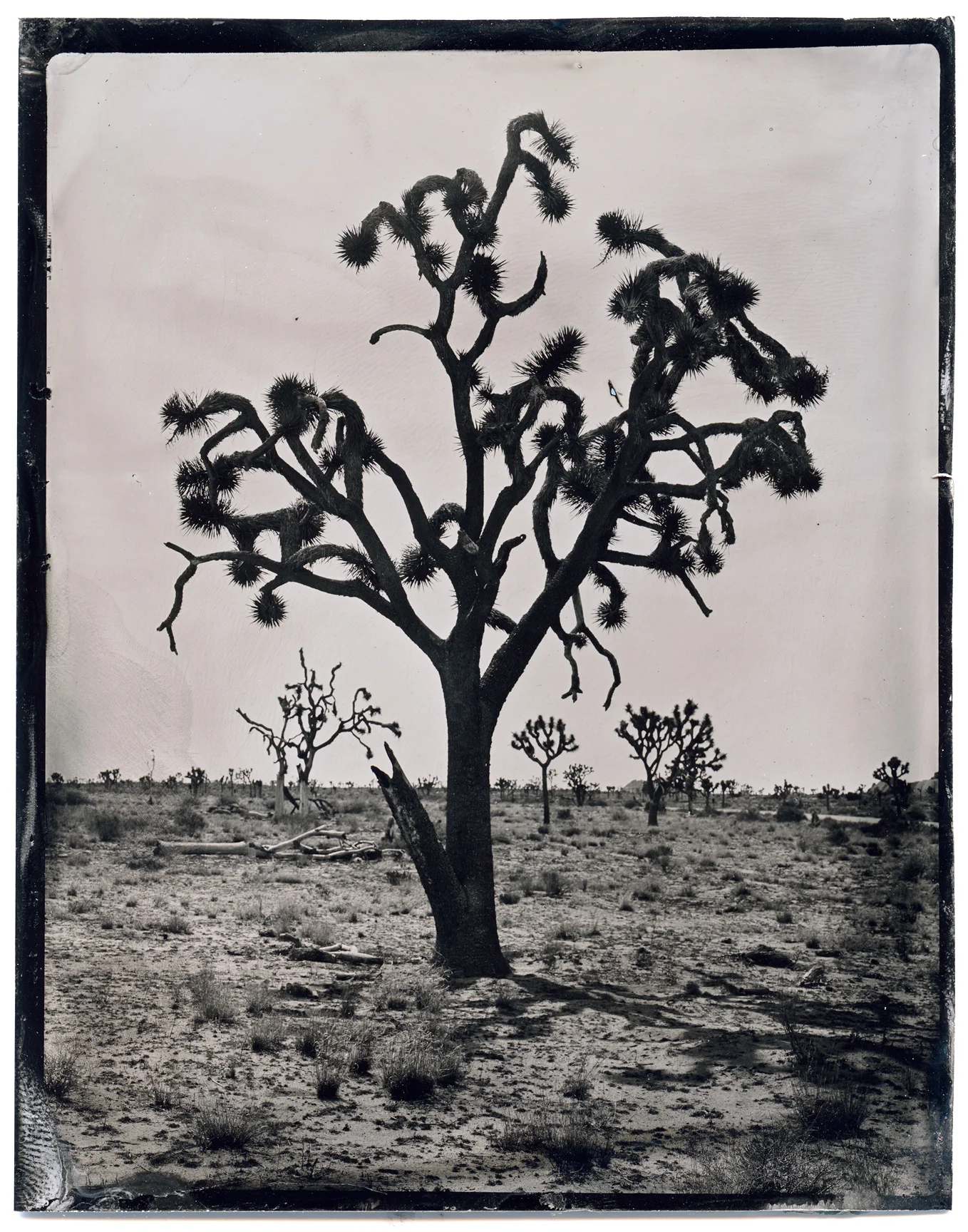 Joshua-Tree-(2).jpg