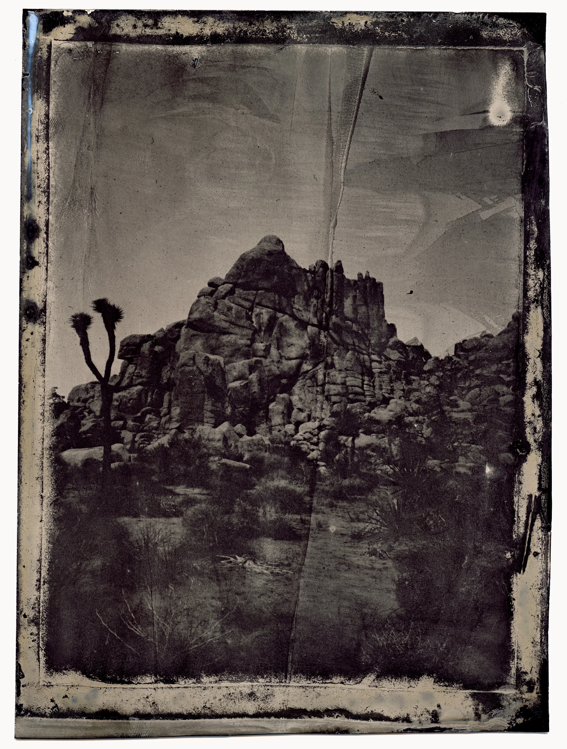 joshua-tree.jpg