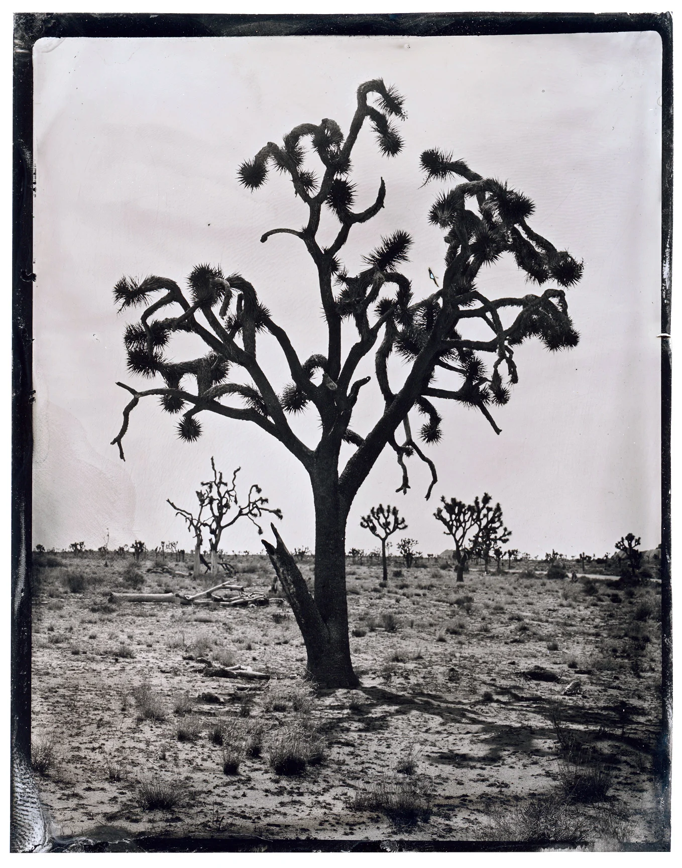 Joshua-Tree-(2).jpg