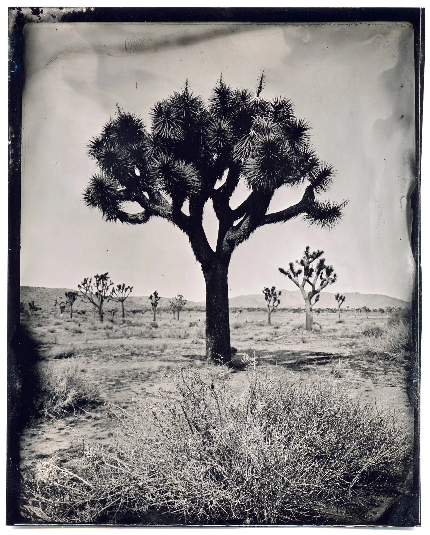 Joshua-Tree-(4).jpg
