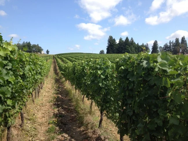 beautiful day at Sokol Blosser