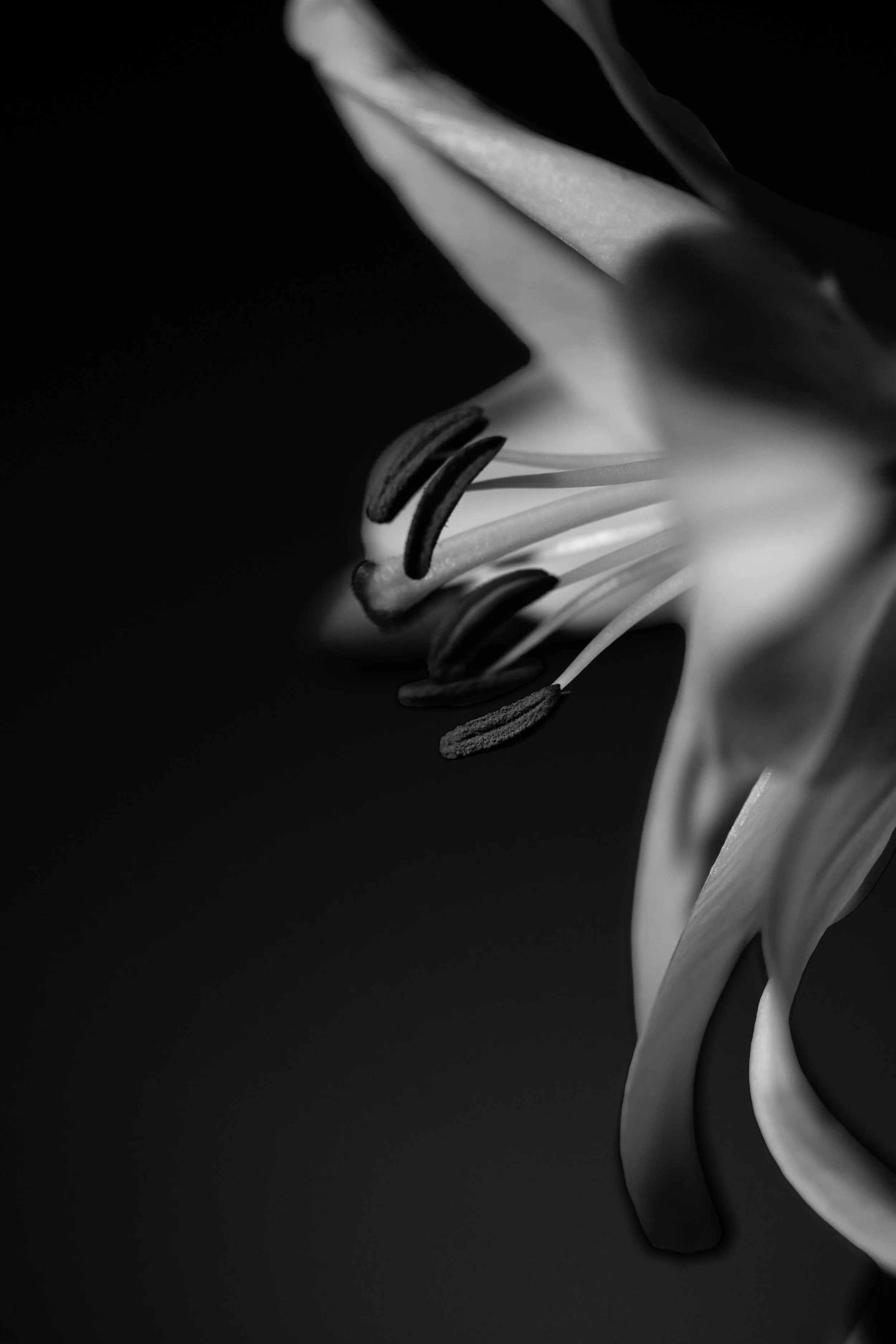 Lily Orange-9-2.jpg