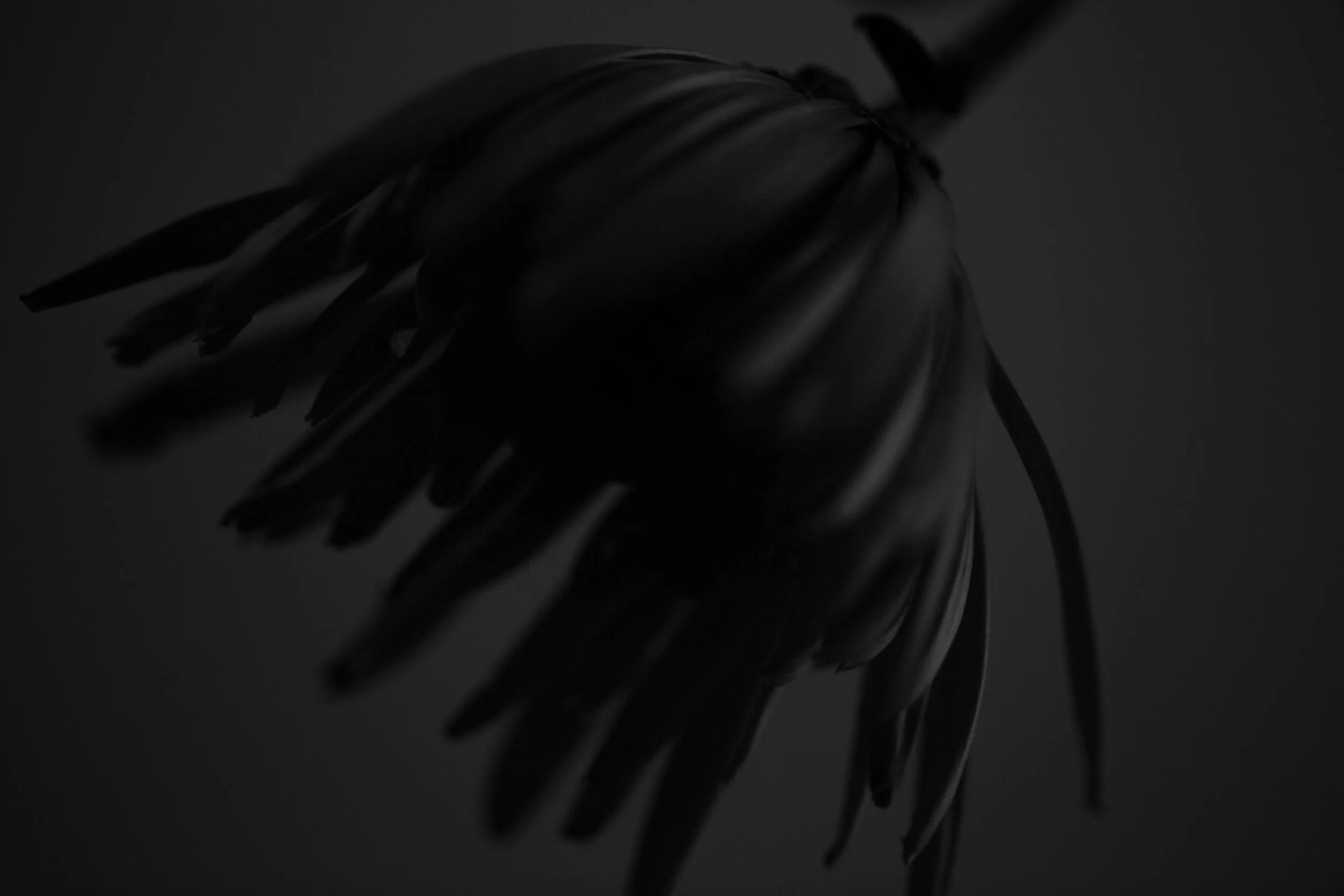 Daisy-14-2.jpg