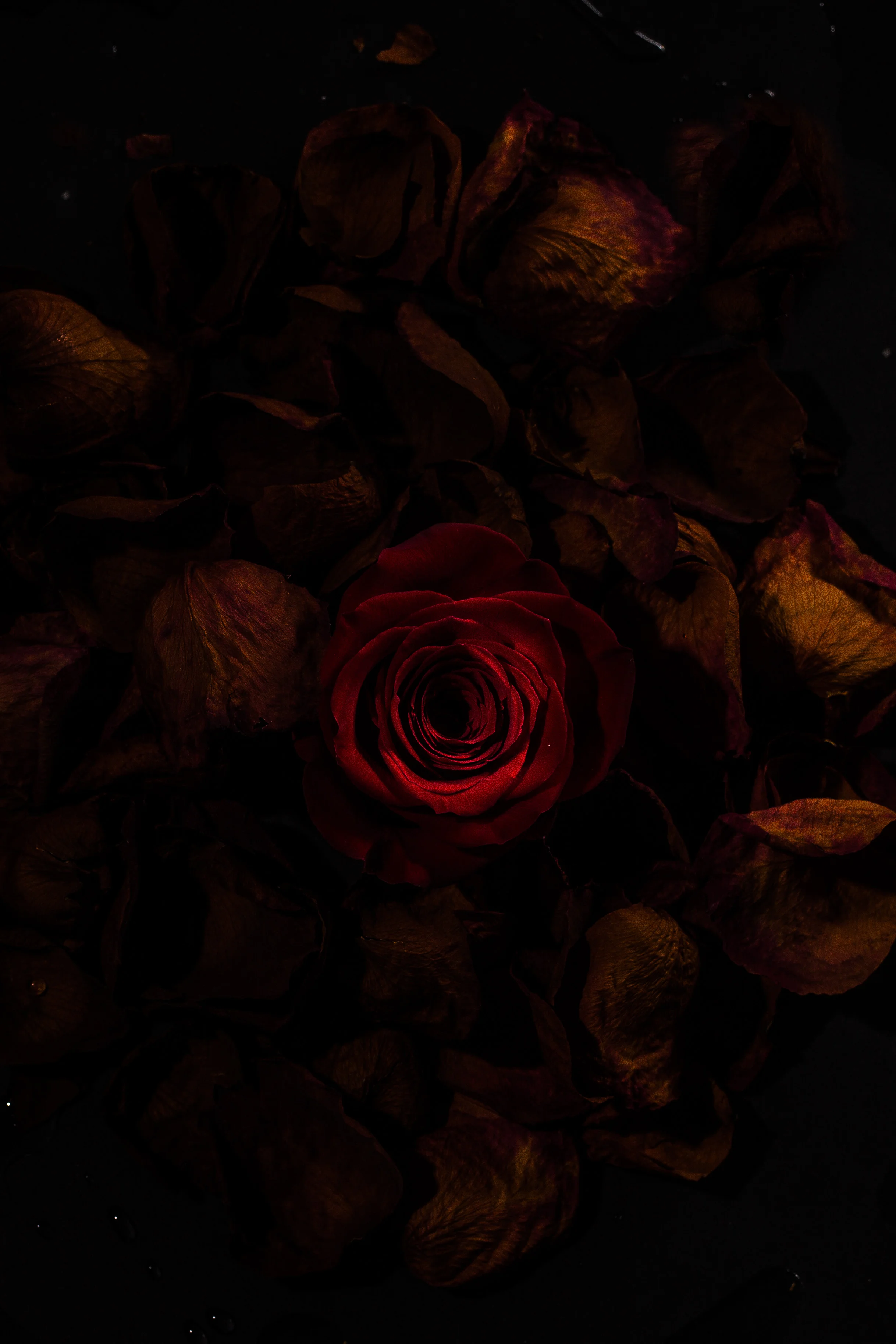 Roses -40-2-Edit.jpg