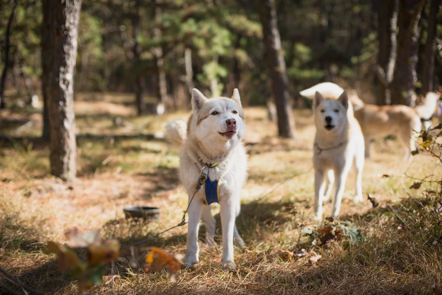 Mushing-October 26, 2013-6.jpg