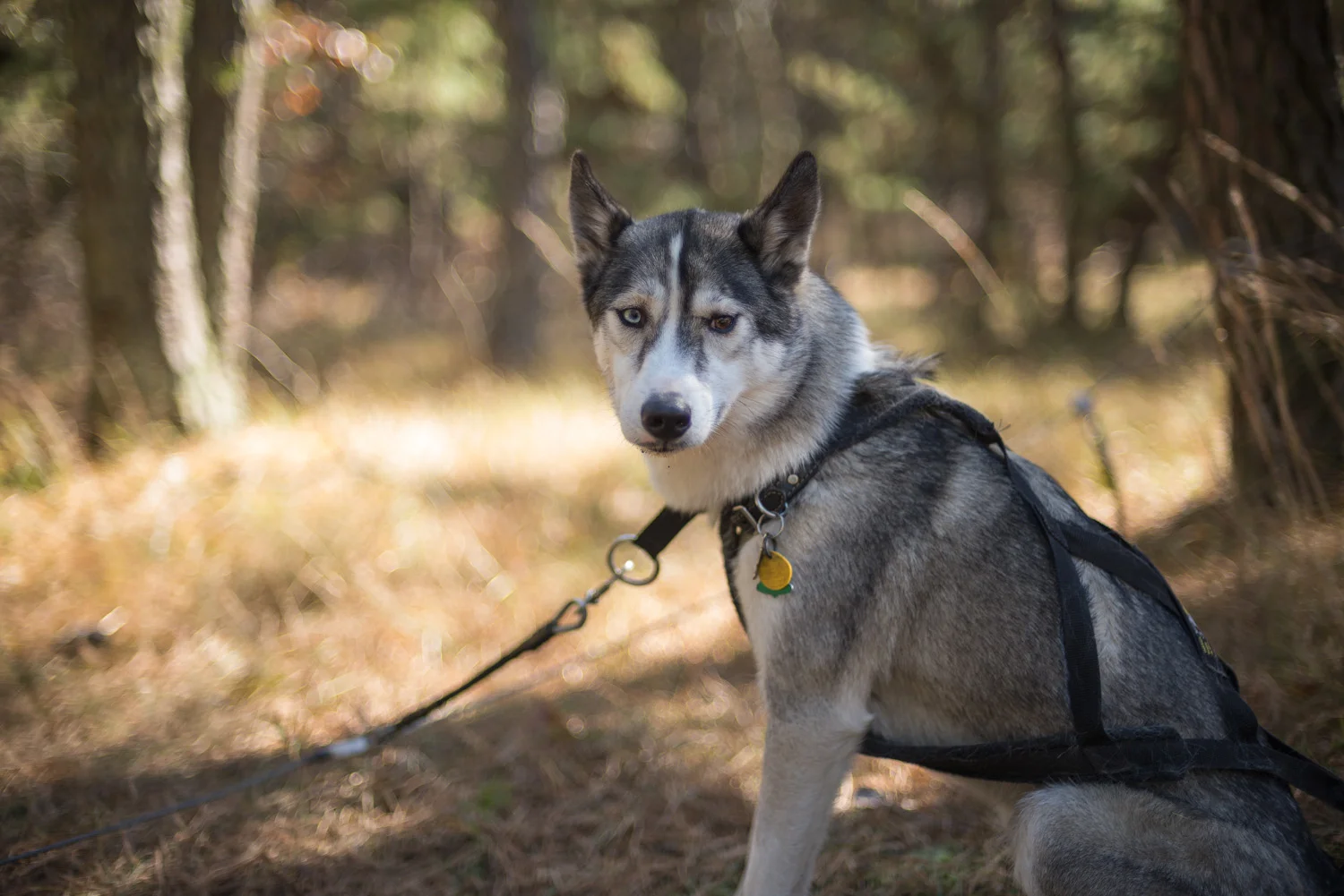 Mushing-October 26, 2013-9.jpg