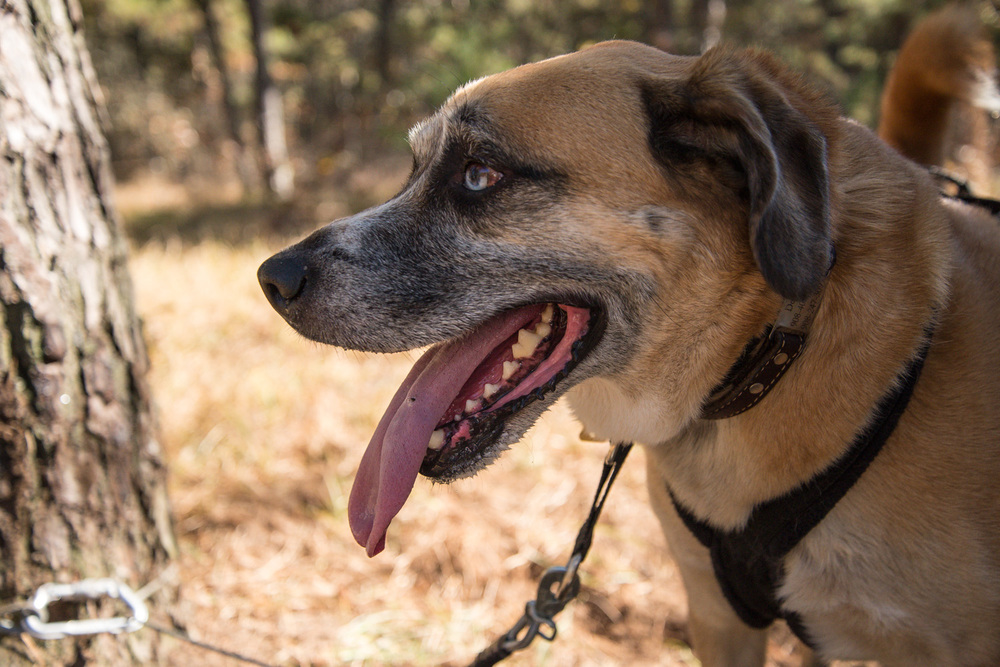 Mushing-October 26, 2013-2.jpg