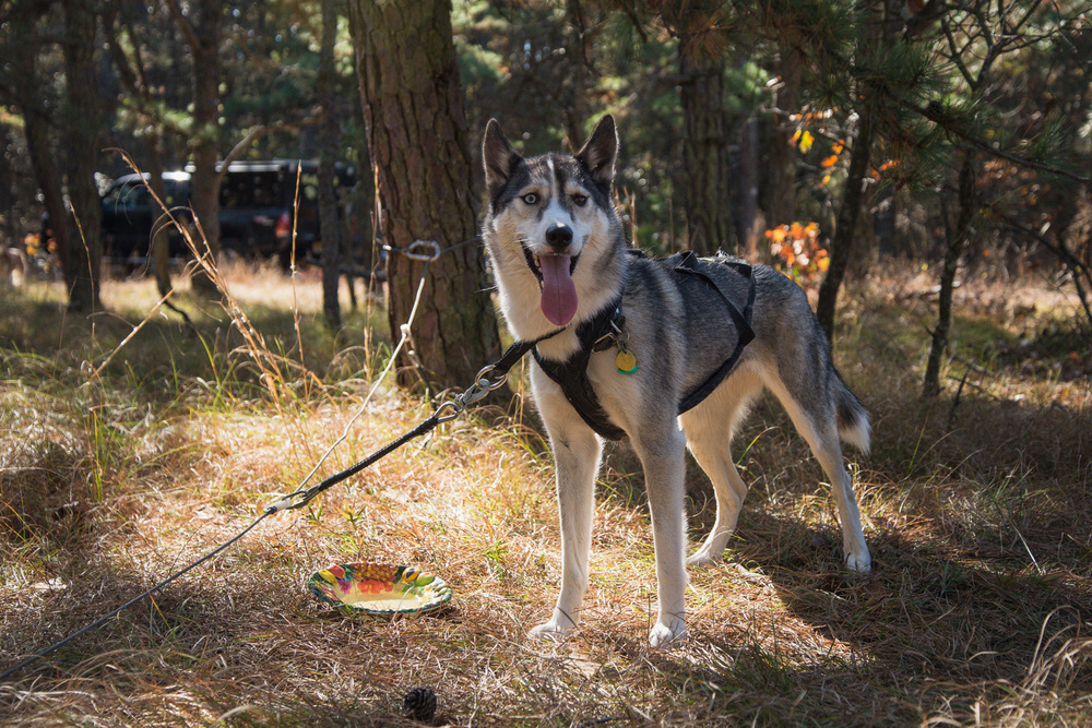 Mushing-October 26, 2013-3.jpg