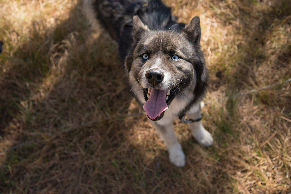 Mushing-October 26, 2013-5.jpg