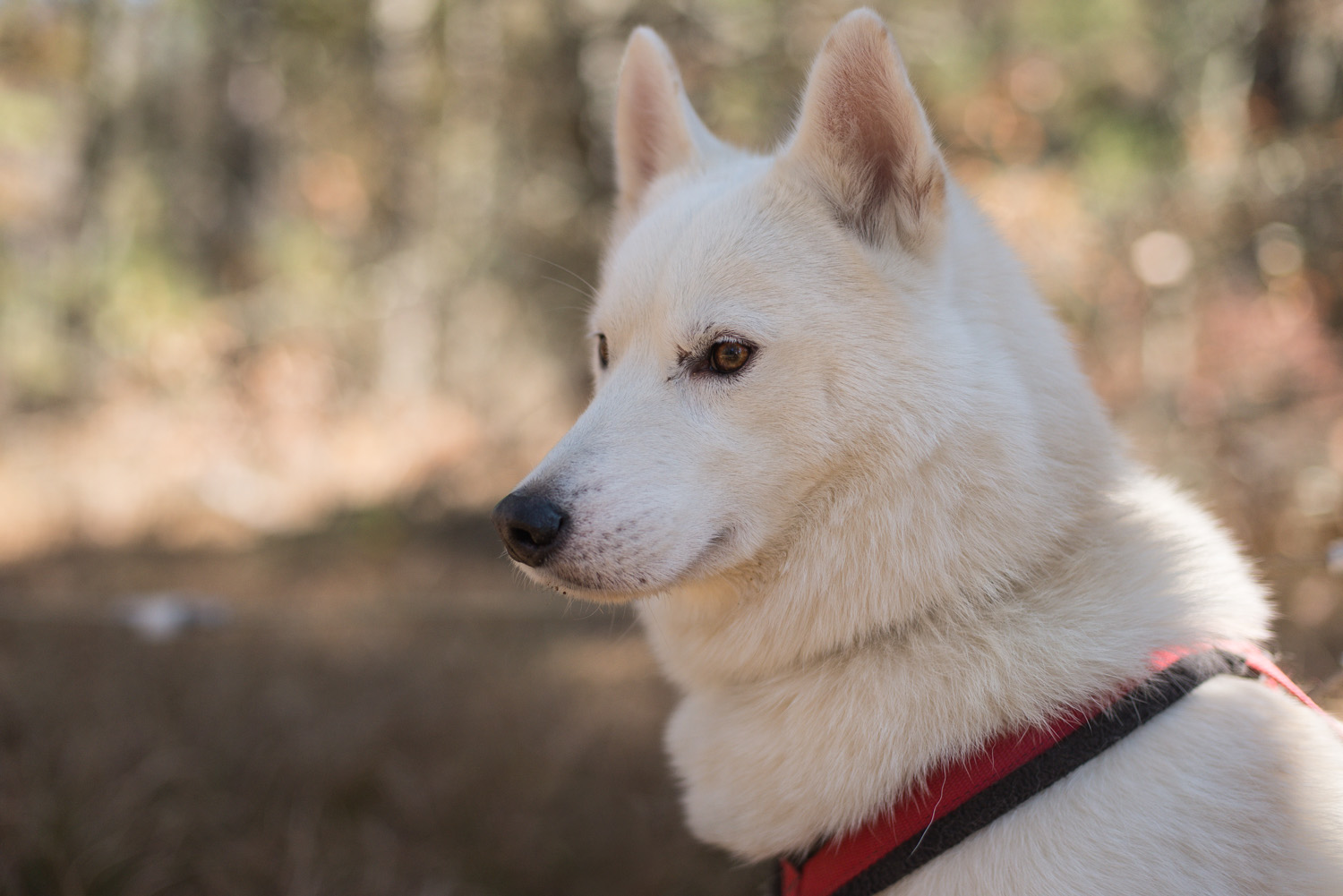 Mushing-October 26, 2013-7.jpg