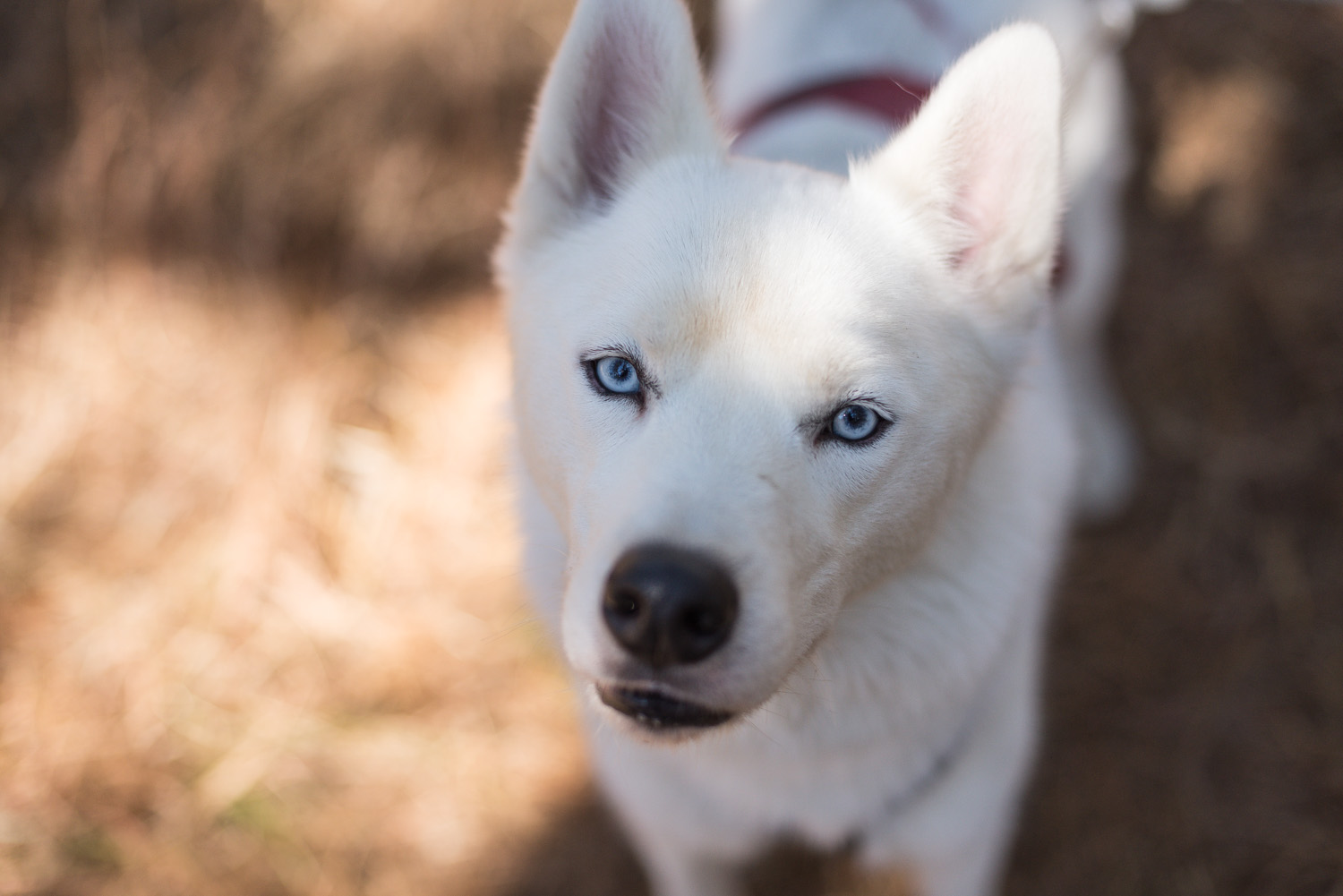 Mushing-October 26, 2013-8.jpg