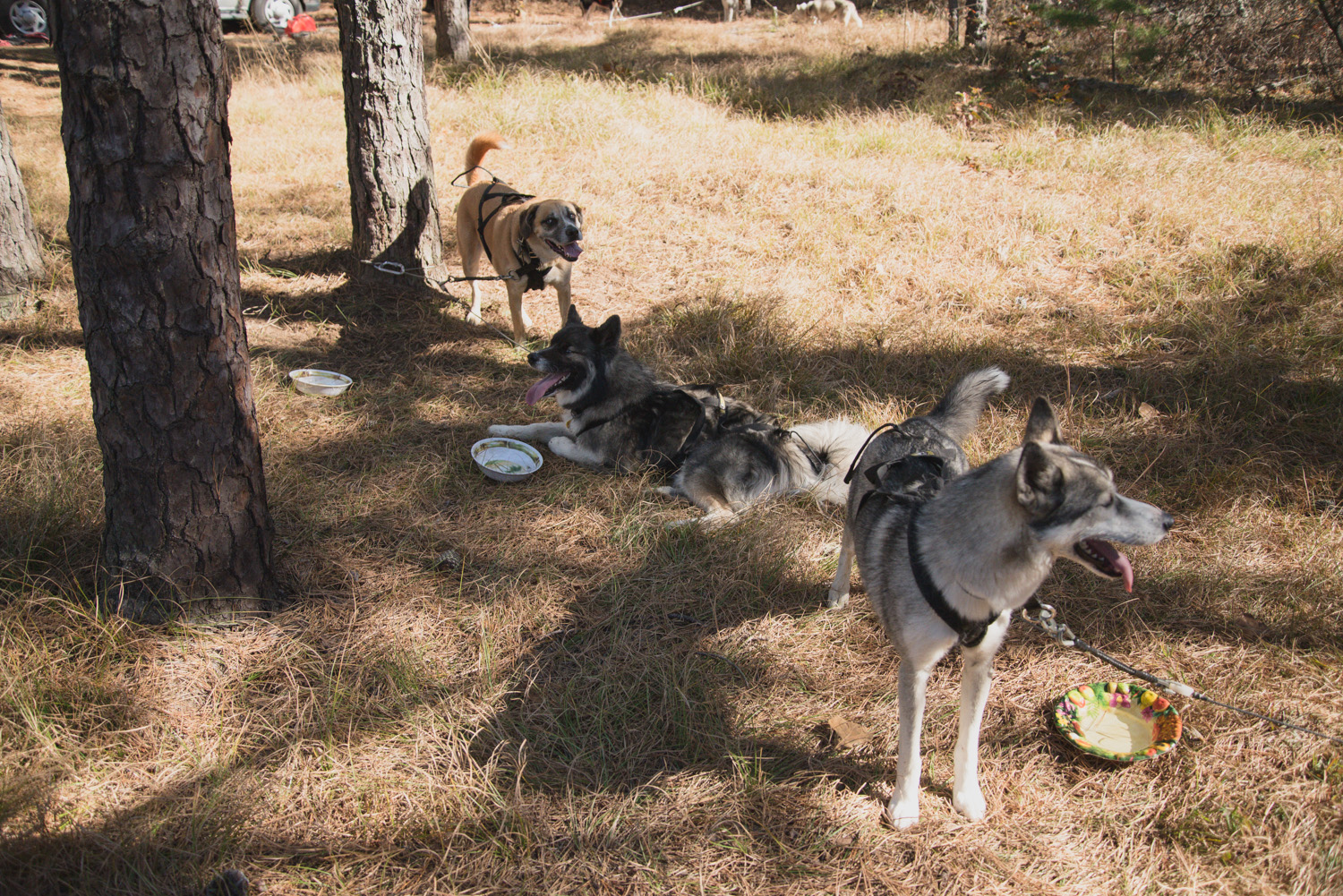 Mushing-October 26, 2013.jpg