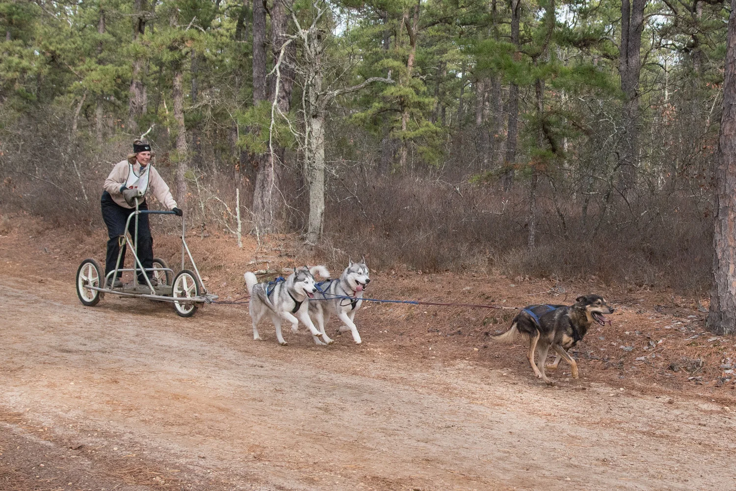 Pine-Barrens-Dryland_Run-November 30, 2013-48.jpg