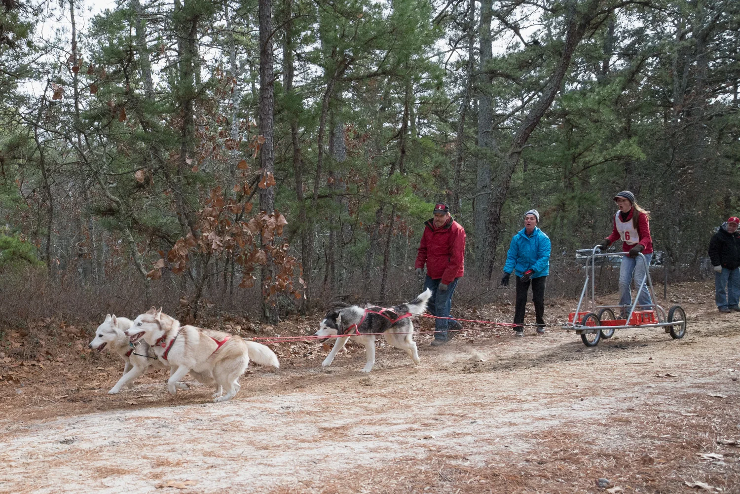 Pine-Barrens-Dryland_Run-November 30, 2013-43.jpg
