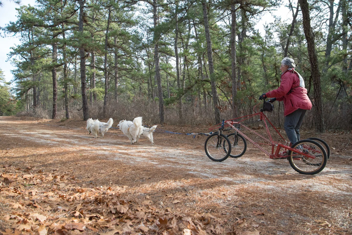 Pine-Barrens-Dryland_Run-November 30, 2013-38.jpg