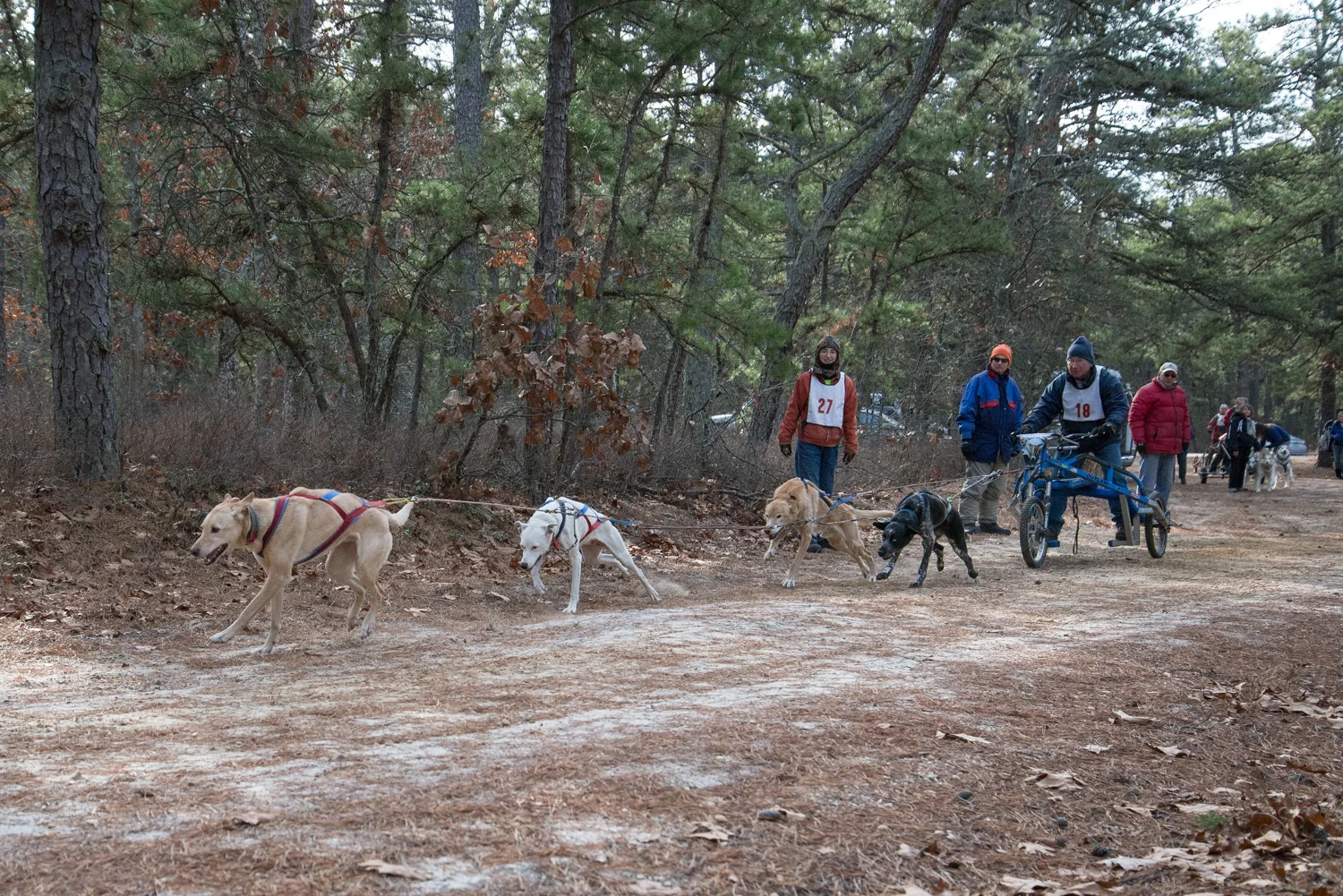 Pine-Barrens-Dryland_Run-November 30, 2013-34.jpg