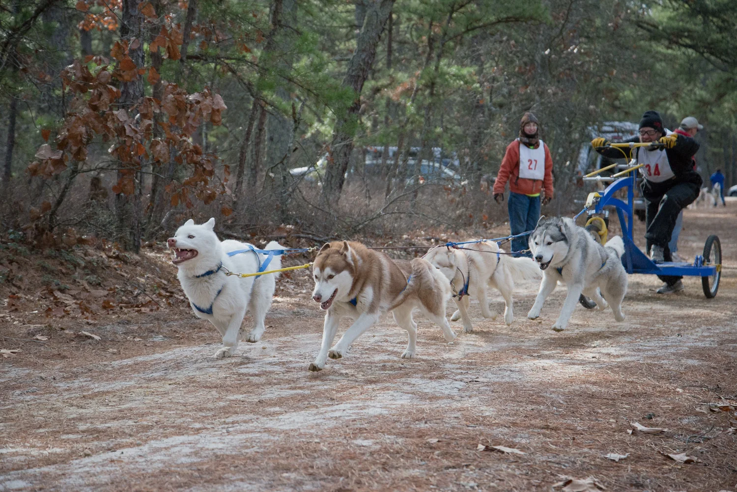 Pine-Barrens-Dryland_Run-November 30, 2013-33.jpg