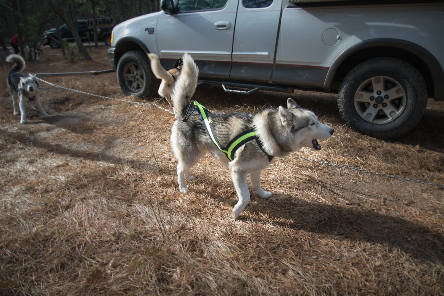 Pine-Barrens-Dryland_Run-November 30, 2013-24.jpg