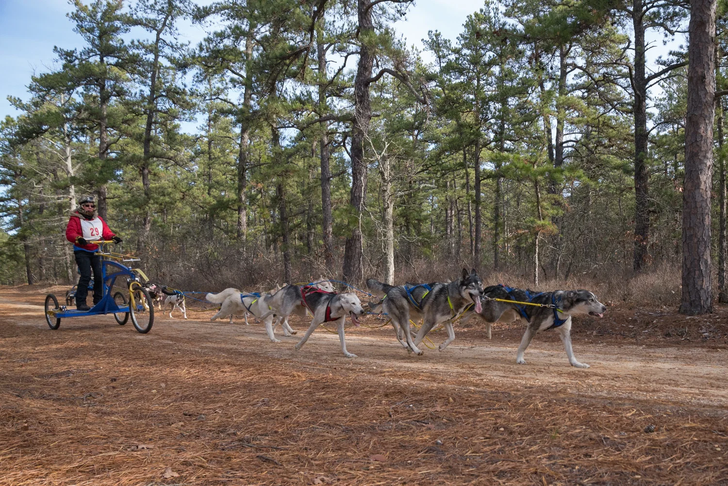 Pine-Barrens-Dryland_Run-November 30, 2013-18.jpg