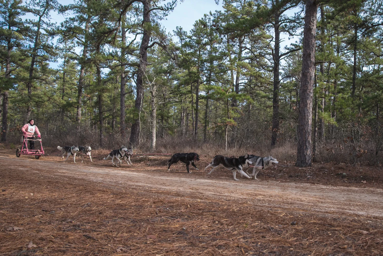 Pine-Barrens-Dryland_Run-November 30, 2013-16.jpg