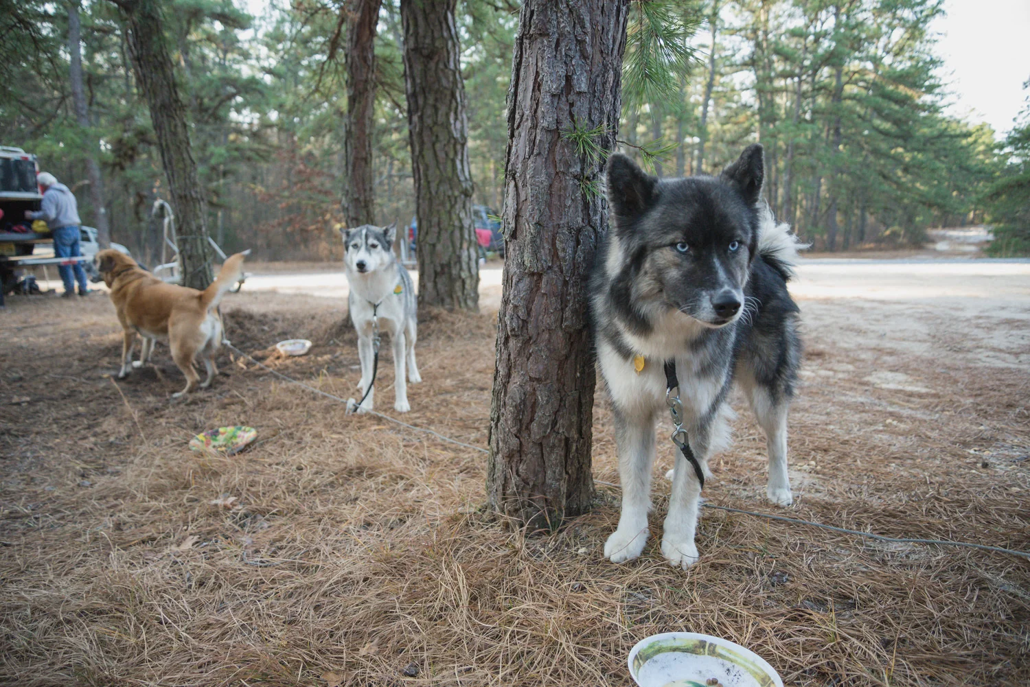 Pine-Barrens-Dryland_Run-November 30, 2013-6.jpg