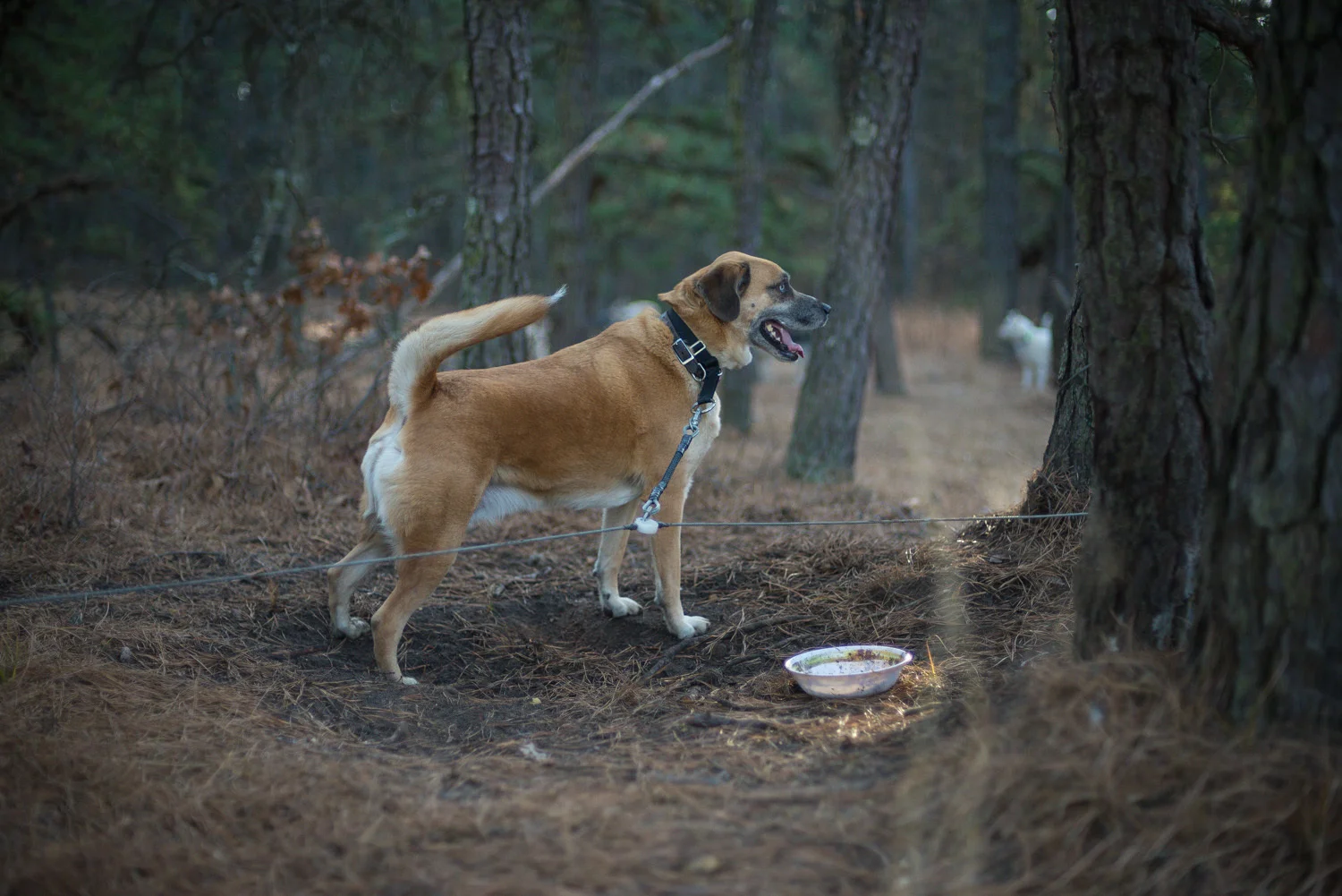 Pine-Barrens-Dryland_Run-November 30, 2013-3.jpg