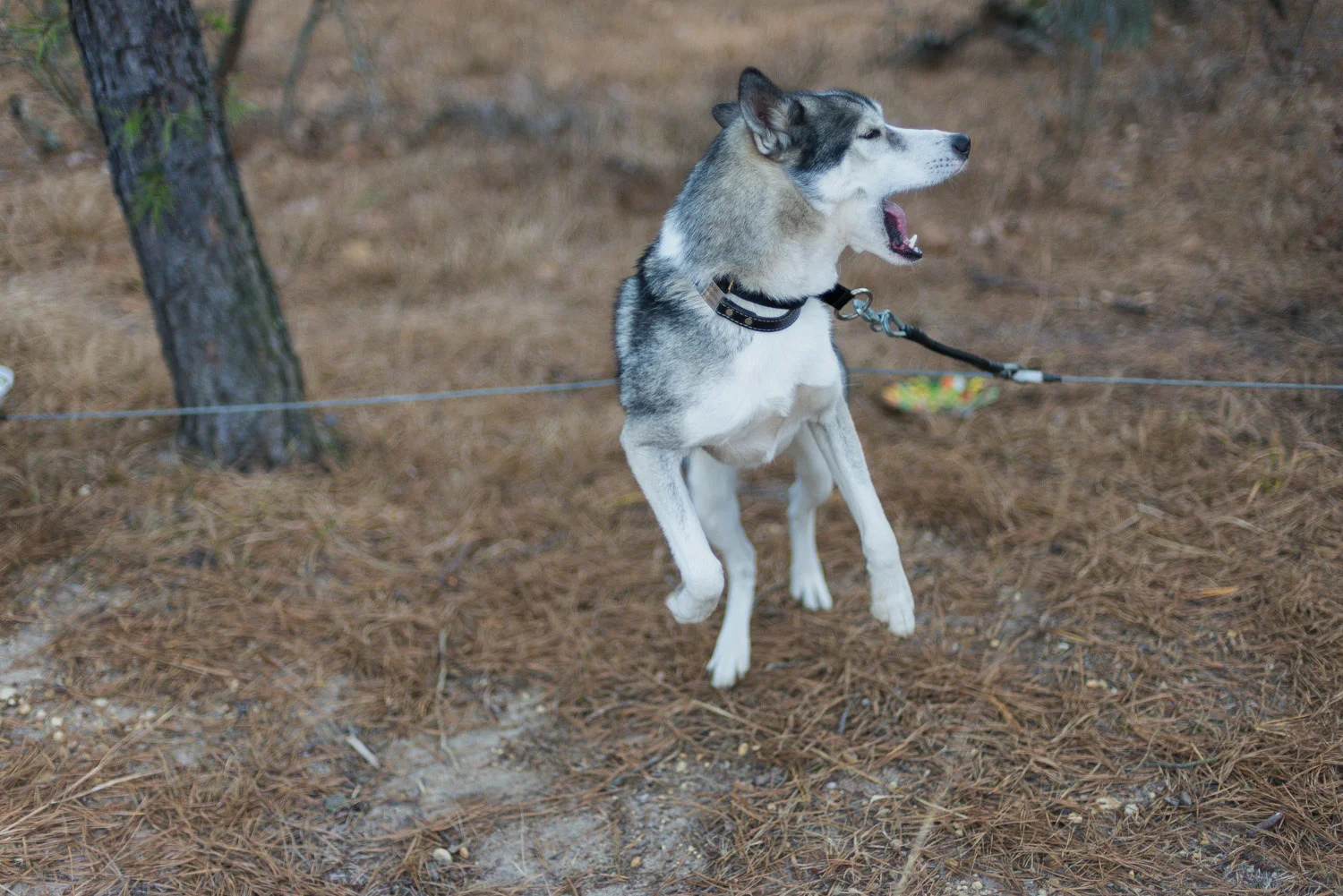 Pine-Barrens-Dryland_Run-November 30, 2013-2.jpg