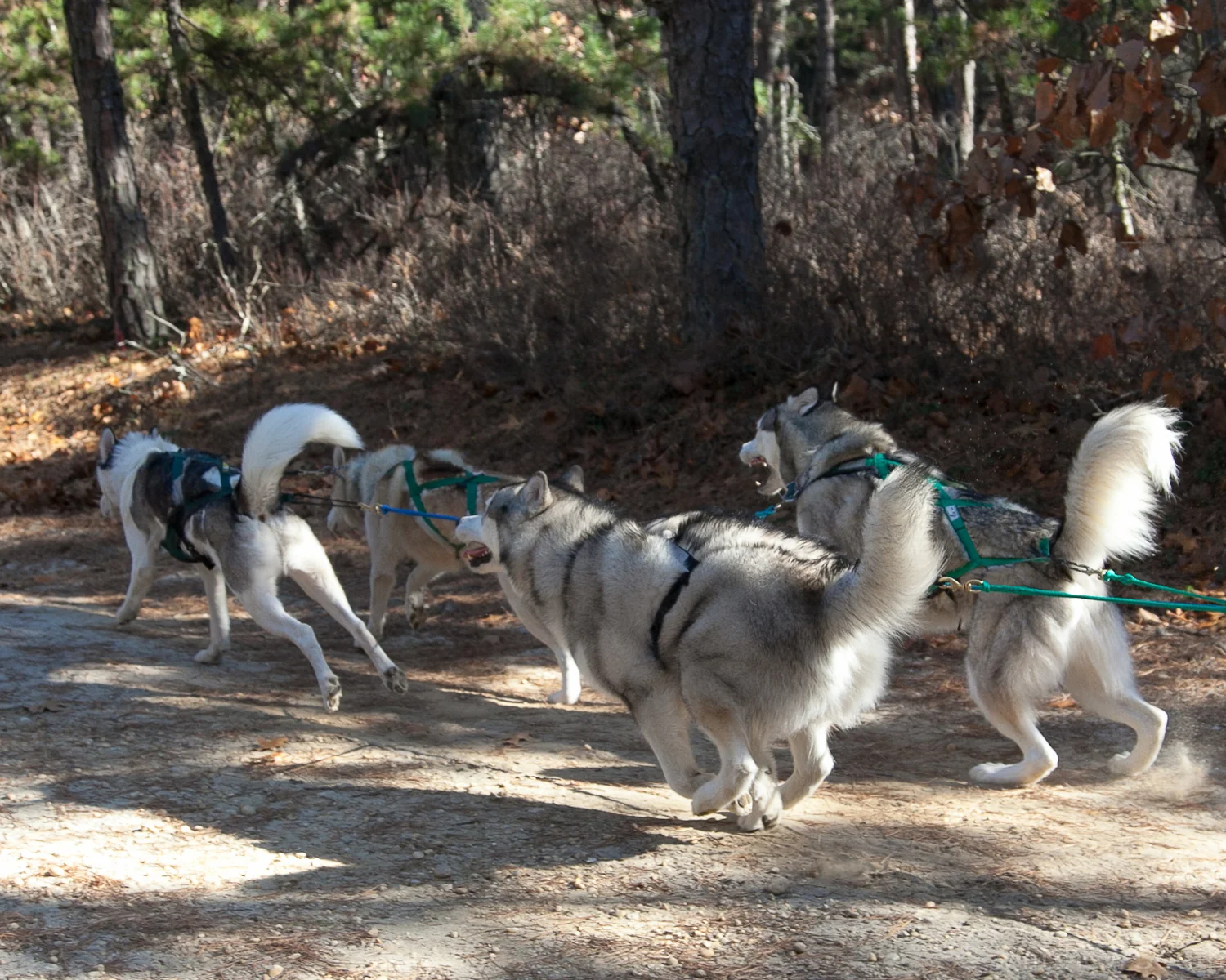 Betty Carhart Memorial Race