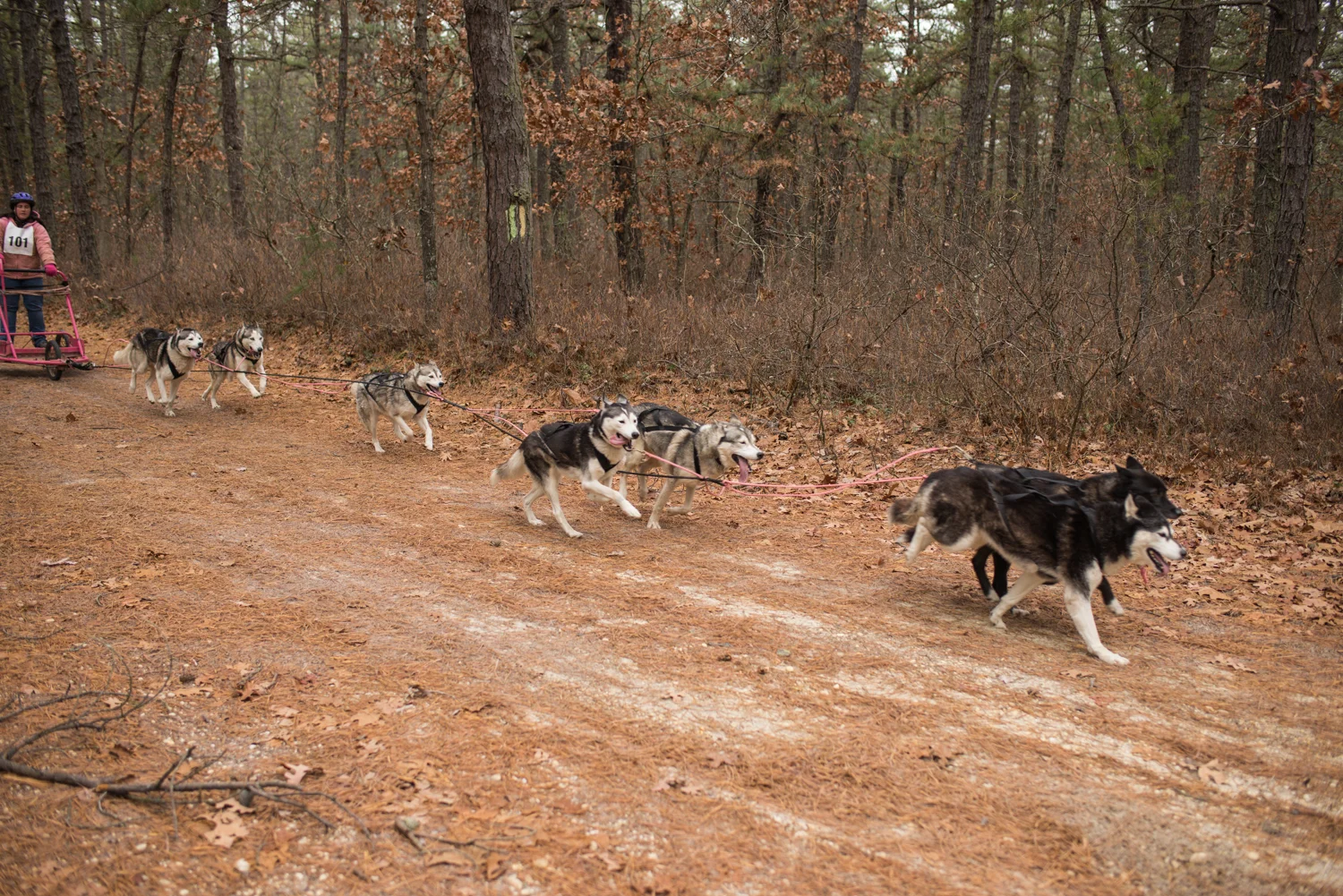 jssdra-race-2014-14.jpg