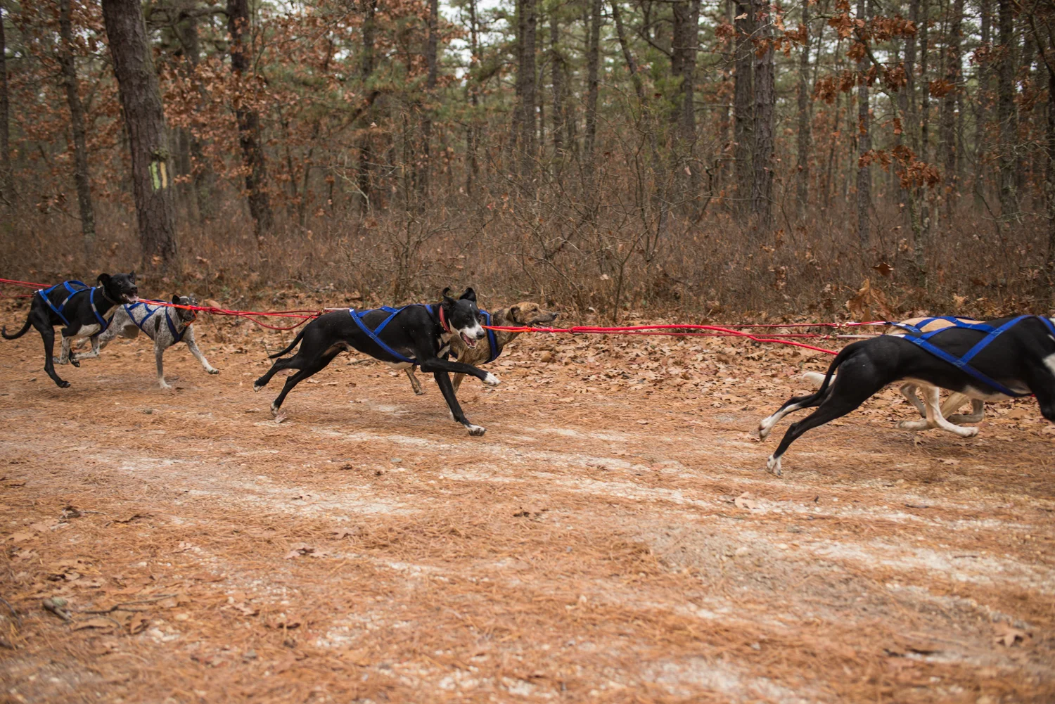 jssdra-race-2014-18.jpg