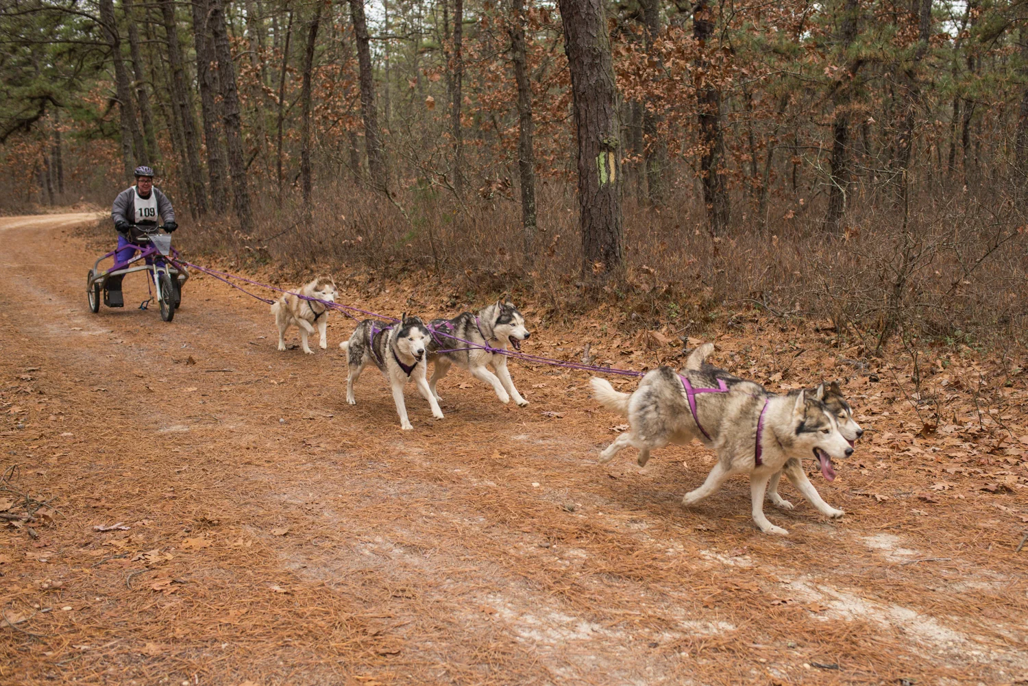 jssdra-race-2014-27.jpg
